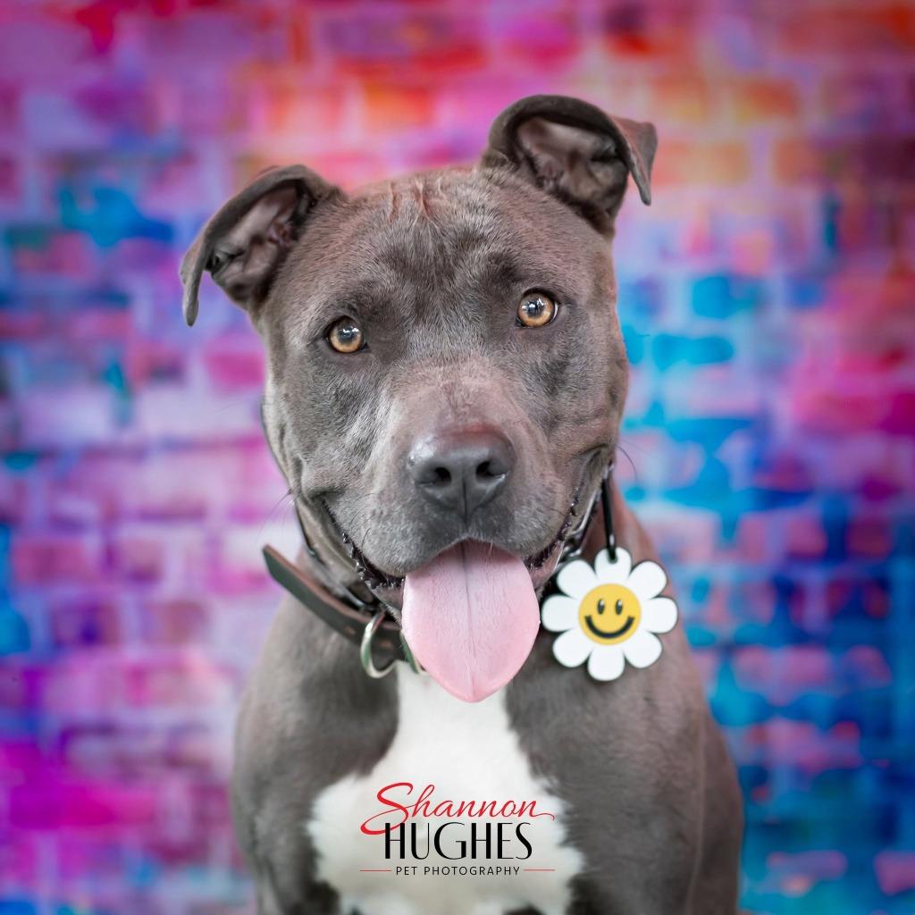 Enlarge Mira, a Adoptable mixed breed in Macon, GA image 5/6