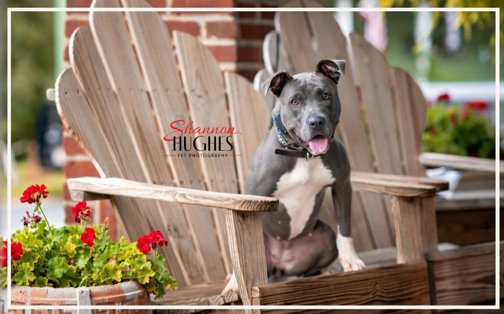 Enlarge Mira, a Adoptable mixed breed in Macon, GA image 6/6