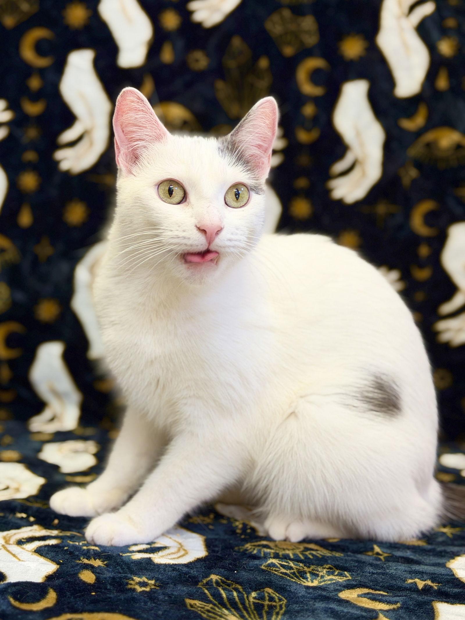 Snowball, Adoptable, Adult Female Domestic Short Hair.