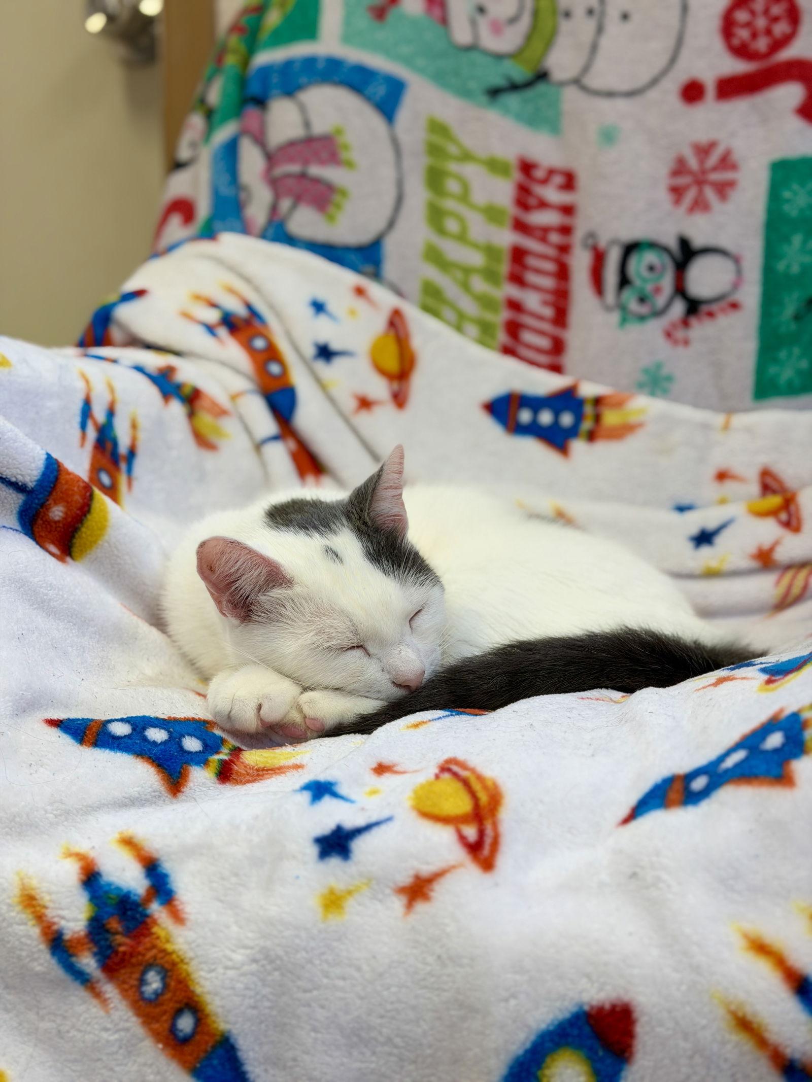 Enlarge Snowball, a Adoptable Domestic Short Hair in West Cornwall, CT image 2/3