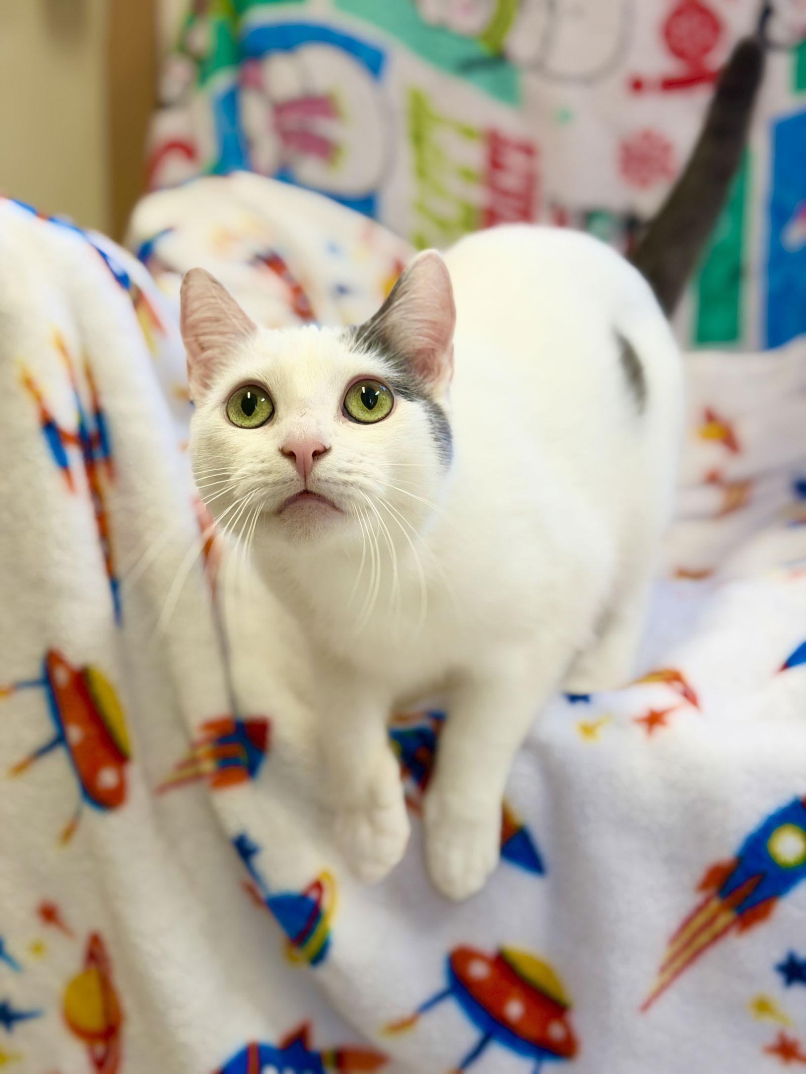 Enlarge Snowball, a Adoptable Domestic Short Hair in West Cornwall, CT image 3/3