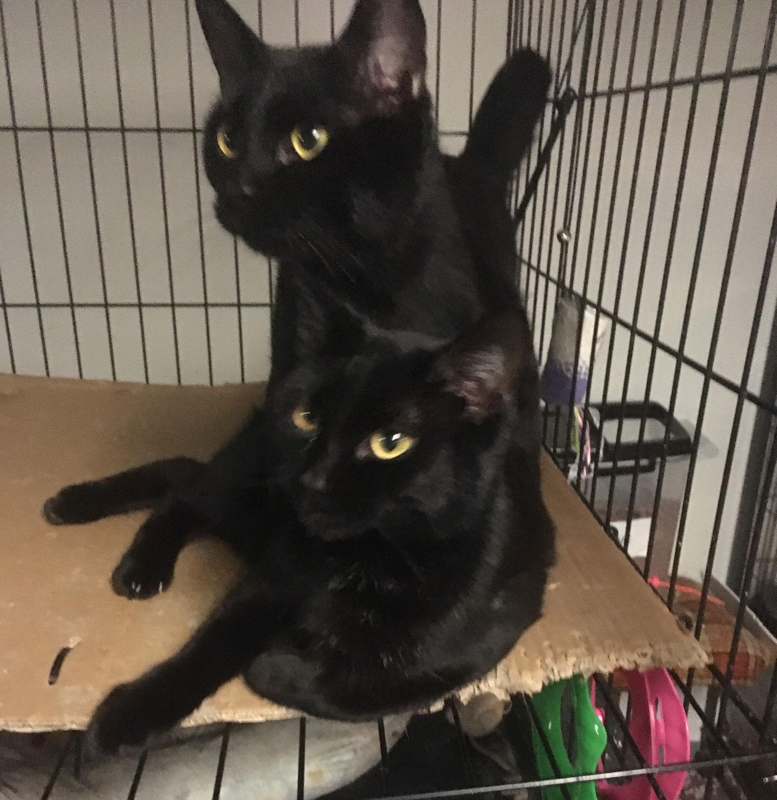 Enlarge Julio bonded with Bronnie, a Adoptable Domestic Short Hair in Macedonia, OH image 1/3