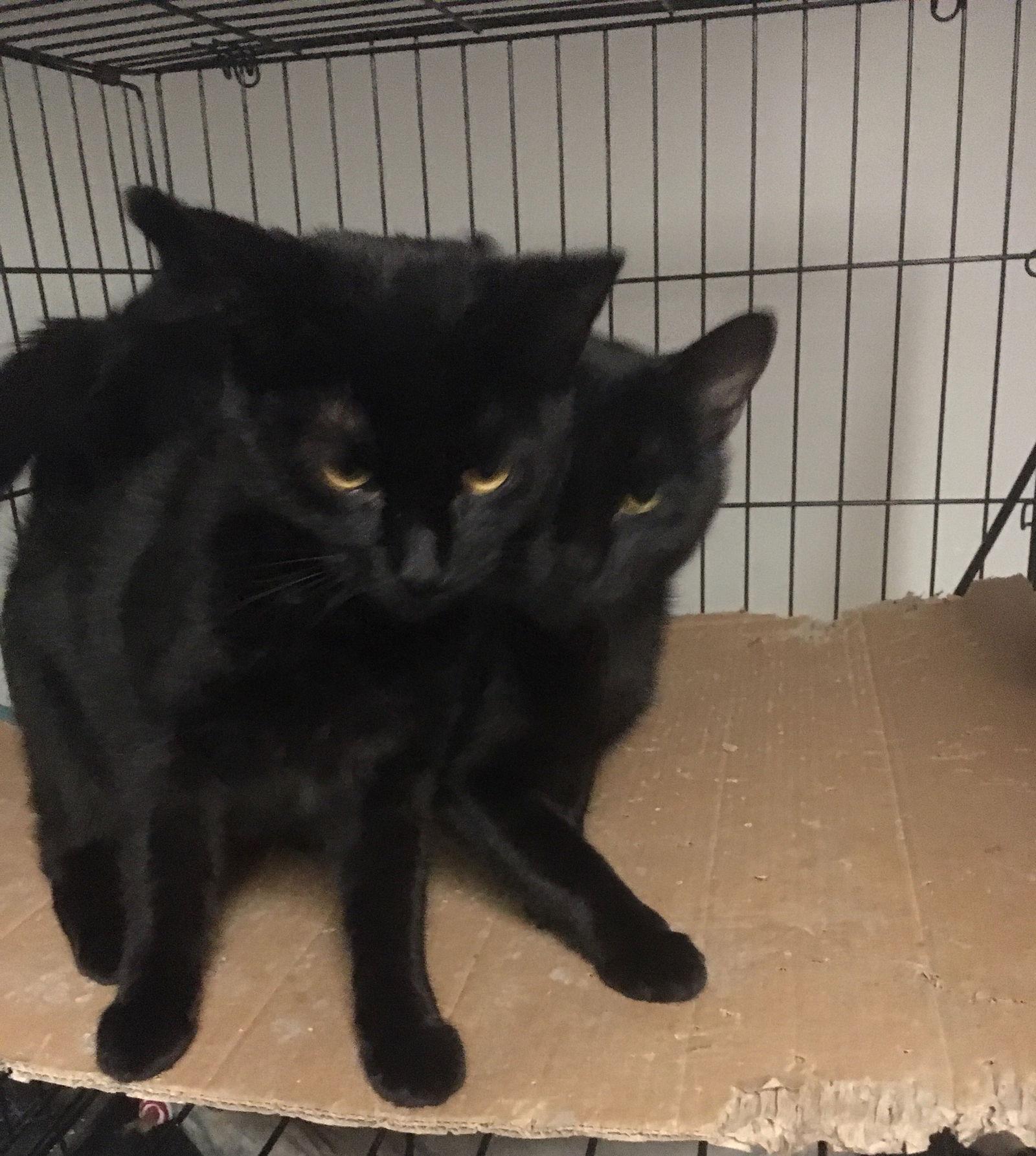 Enlarge Julio bonded with Bronnie, a Adoptable Domestic Short Hair in Macedonia, OH image 2/3