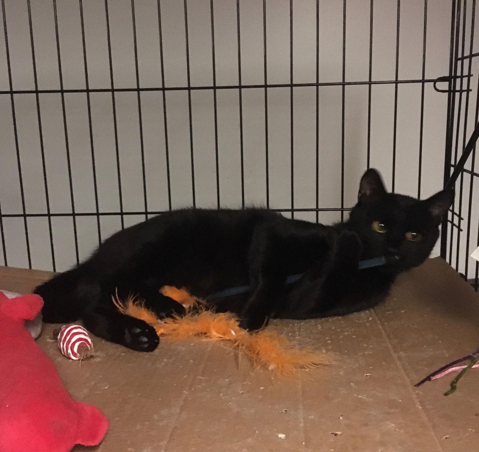 Enlarge Julio bonded with Bronnie, a Adoptable Domestic Short Hair in Macedonia, OH image 3/3