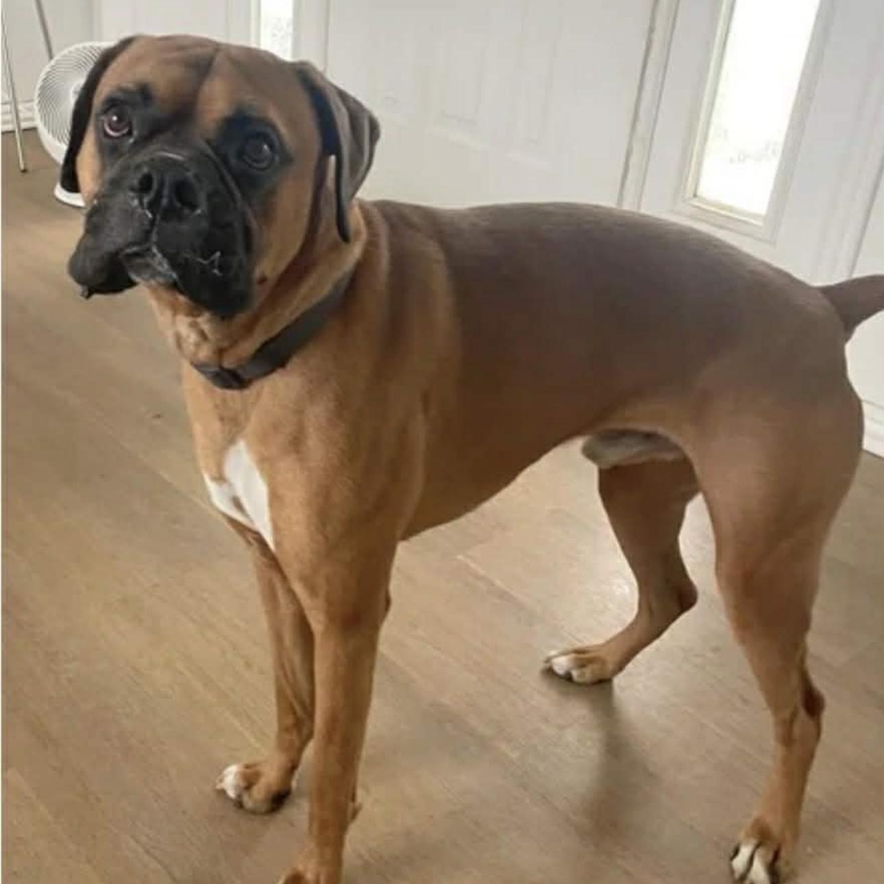 Enlarge 2134 Oakley, an adopted Boxer in Springfield, MO image 1/3