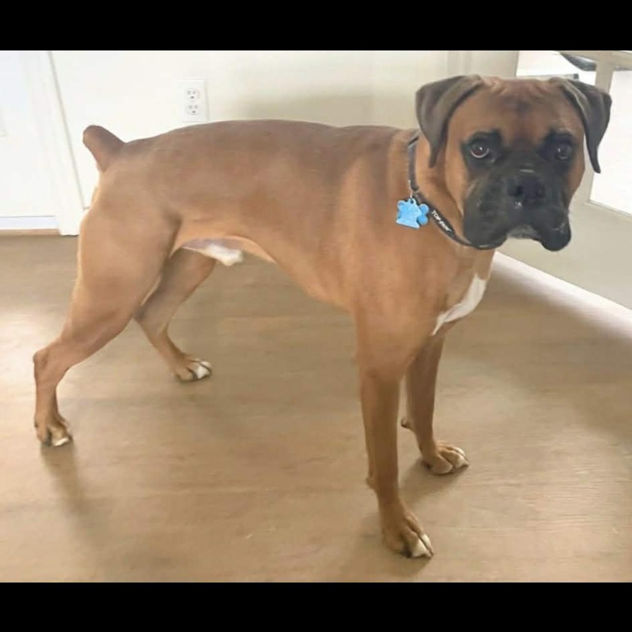 Enlarge 2134 Oakley, an adopted Boxer in Springfield, MO image 3/3