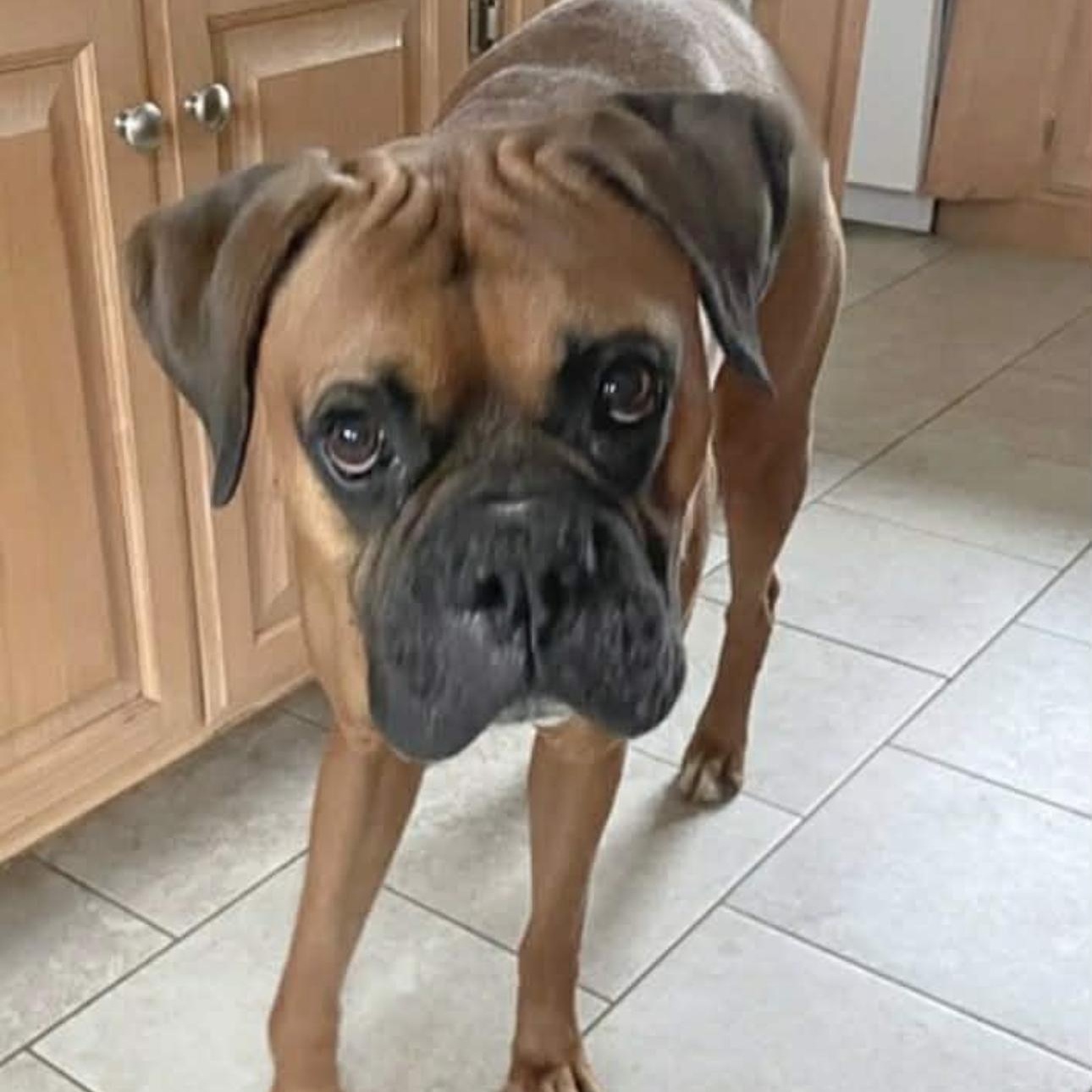 Enlarge 2134 Oakley, an adopted Boxer in Springfield, MO image 2/3