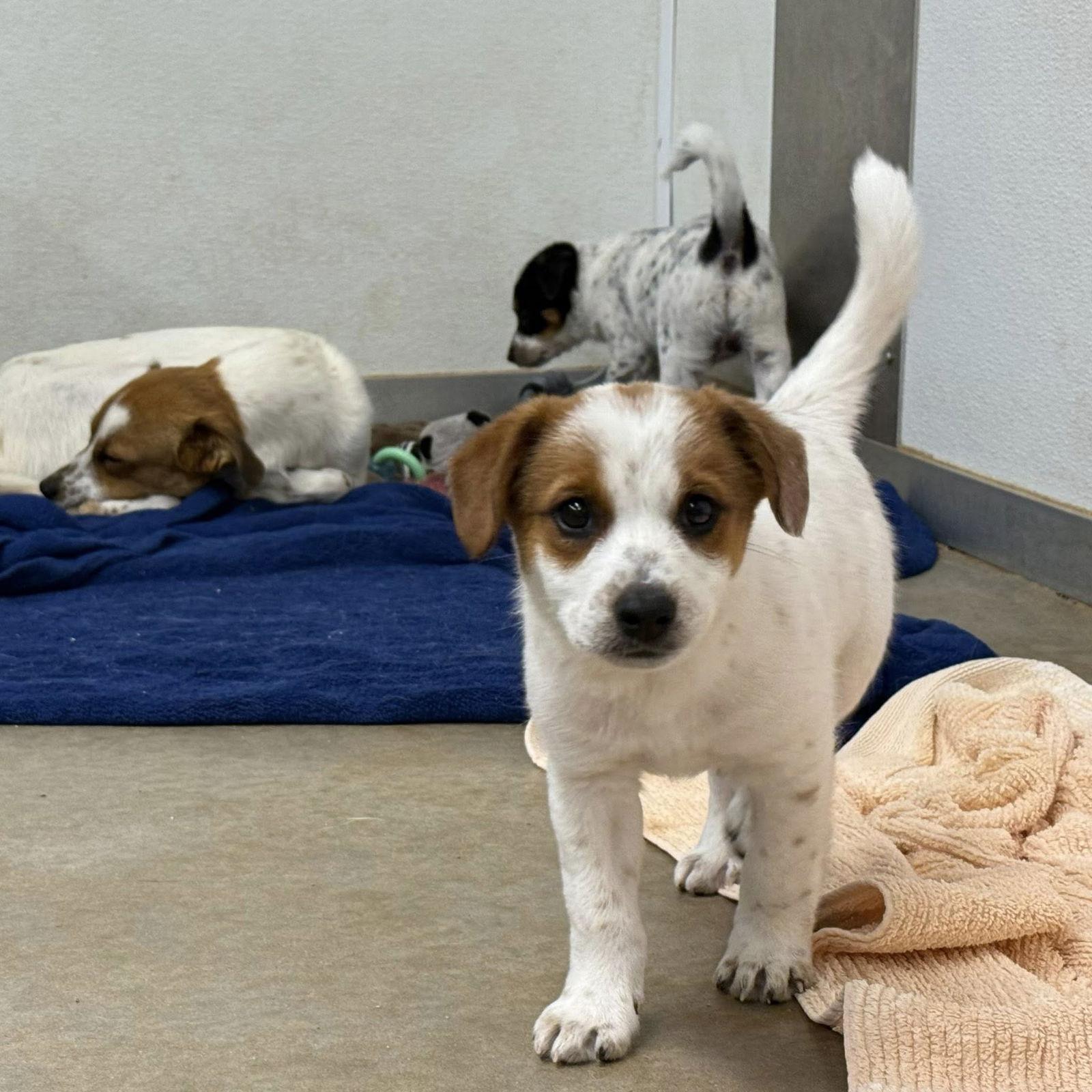 Fritz, a Adoptable mixed breed in Phoenix, AZ image 1/3