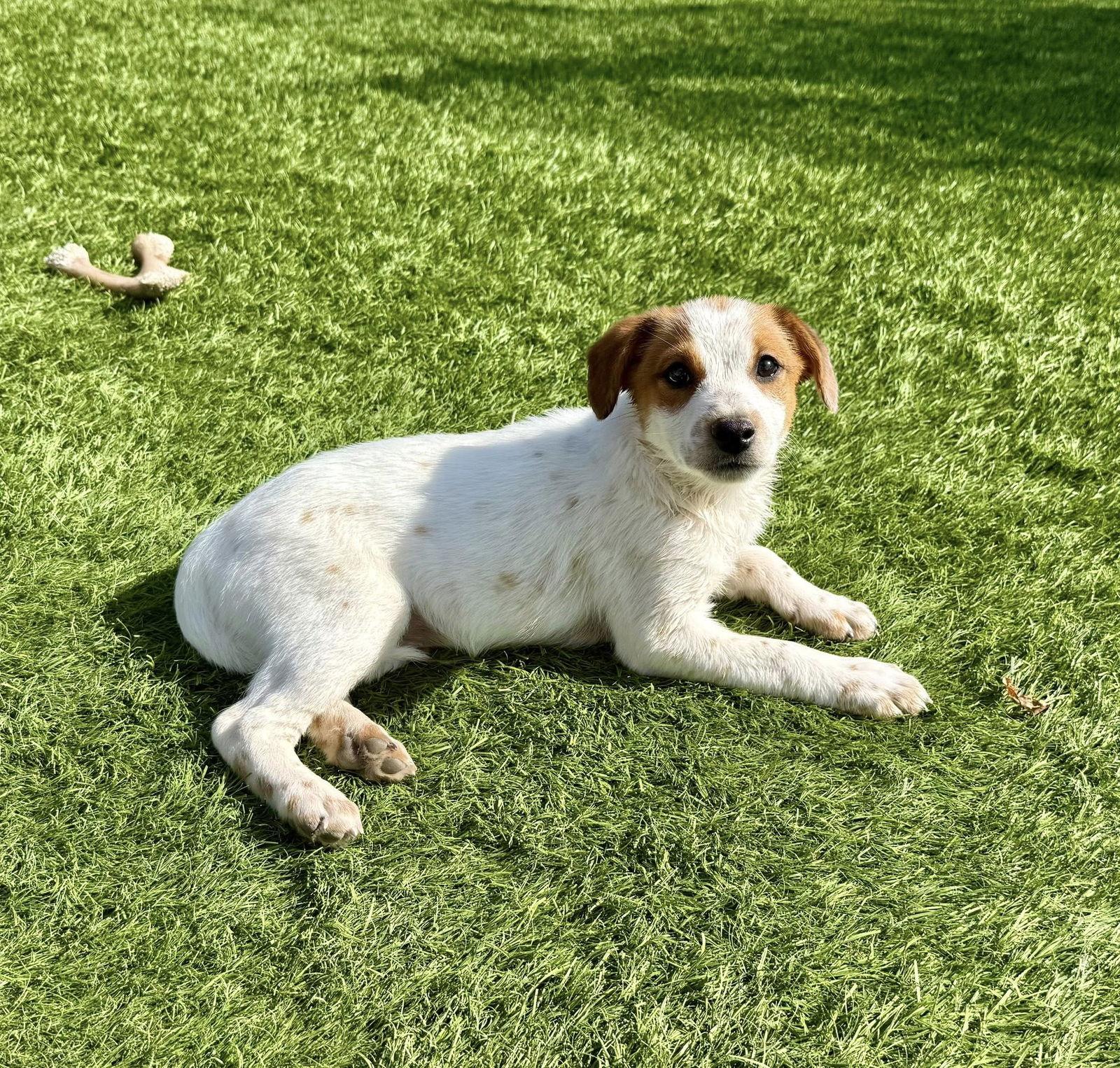 Fritz, a Adoptable mixed breed in Phoenix, AZ image 2/3