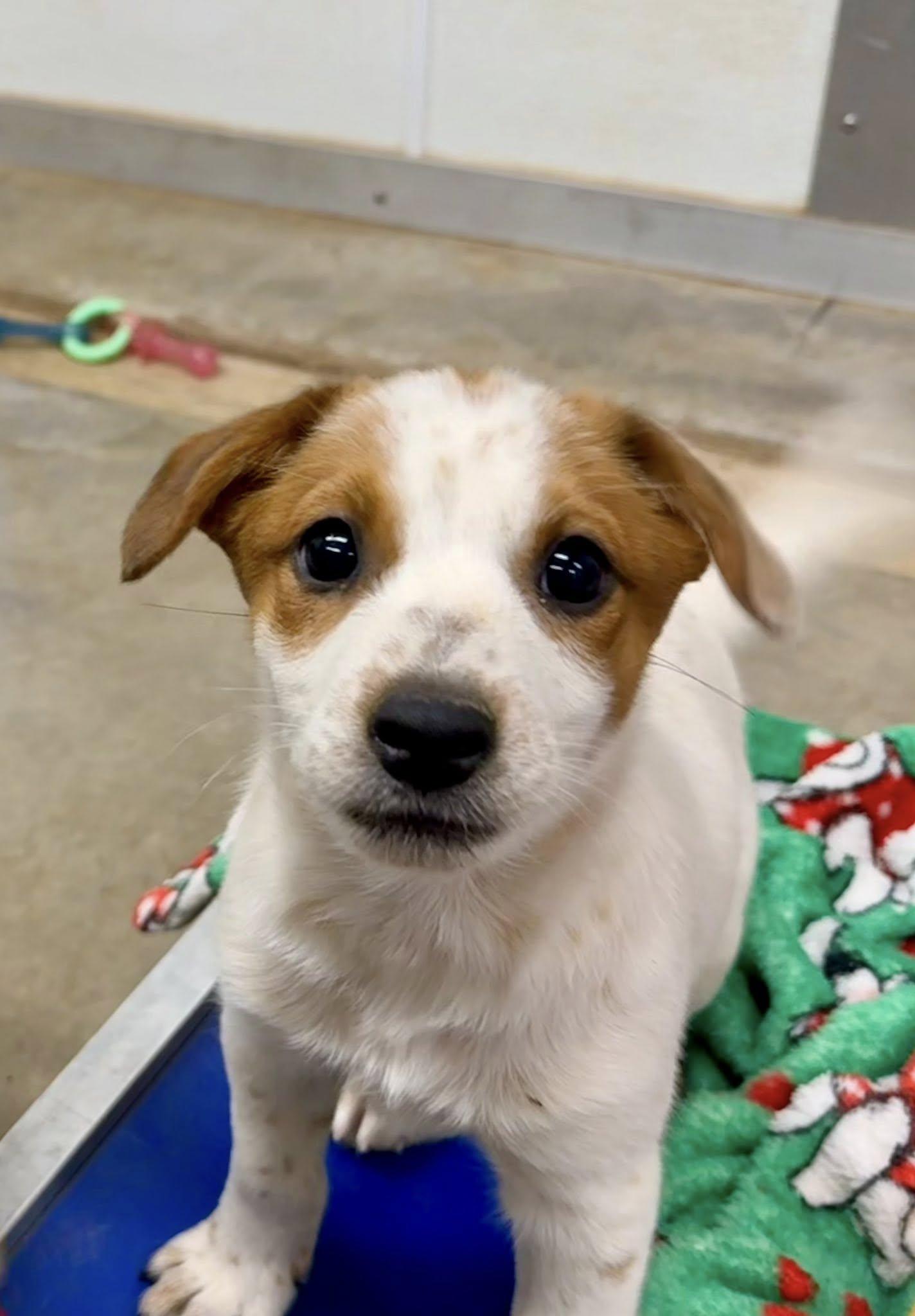 Fritz, a Adoptable mixed breed in Phoenix, AZ image 3/3