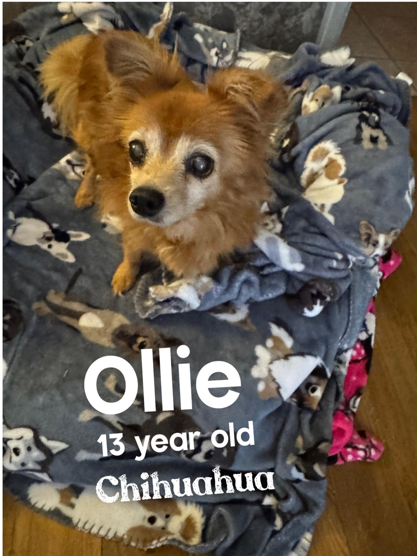 Enlarge OLLIE – 13 YEAR LONG HAIR CHIHUAHUA  , a ADOPTABLE Chihuahua in Mesa, AZ image 1/1