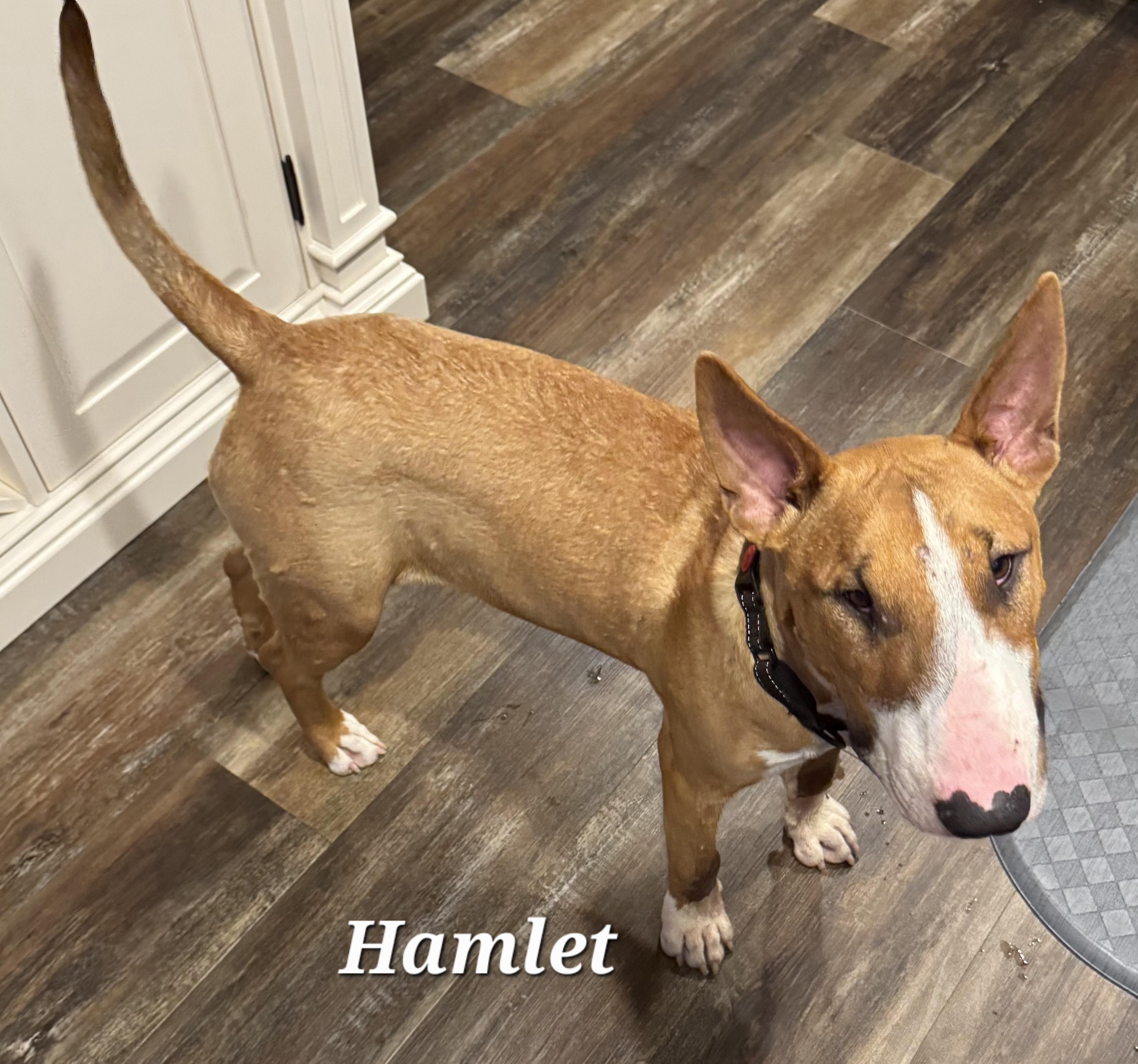 Hamlet photo 3