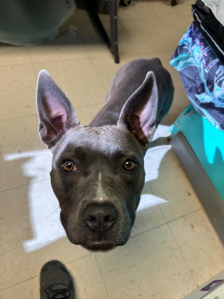 Pearl, Adoptable, Young Female Pit Bull Terrier.