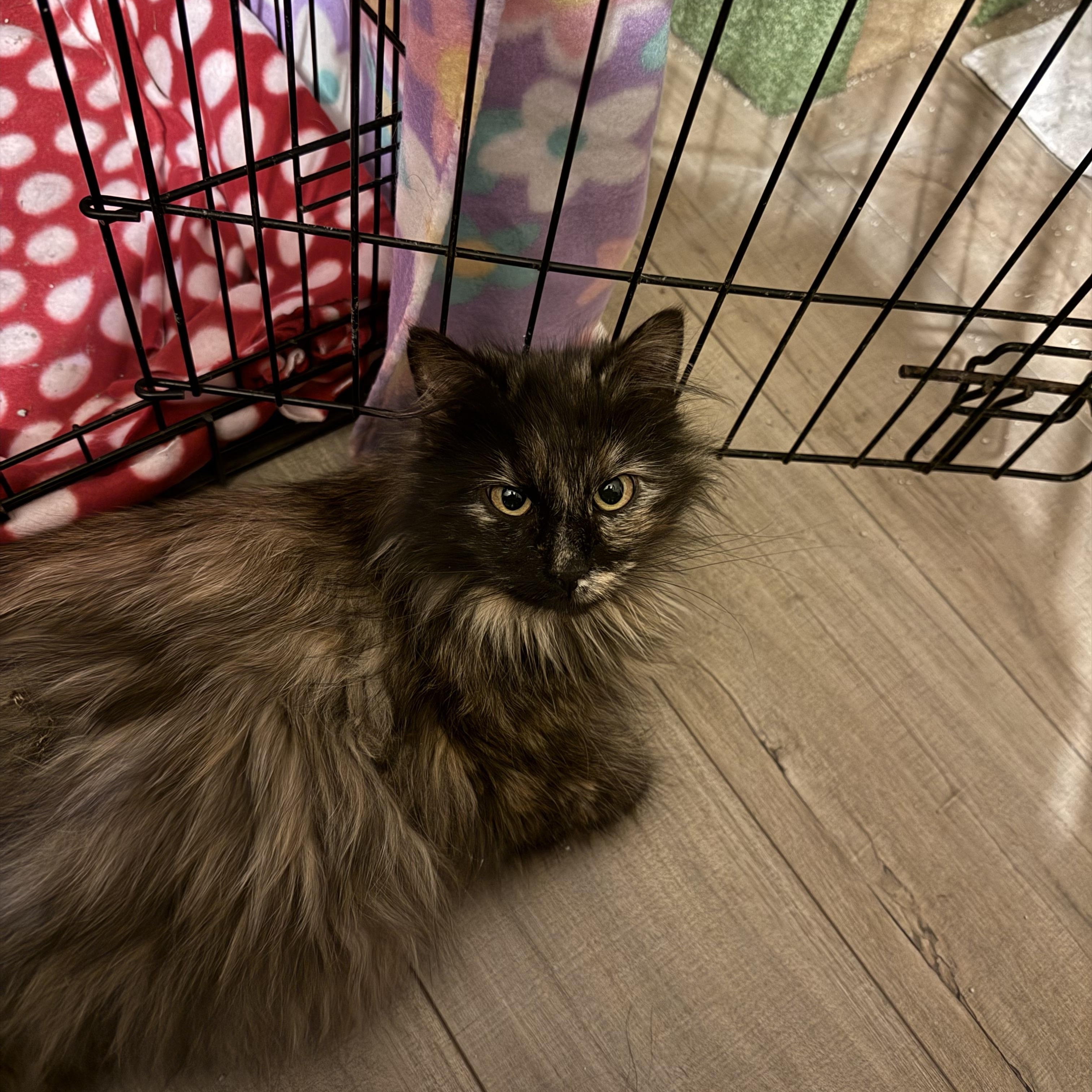 Enlarge Luna, an adopted Domestic Long Hair in Lone rock, WI image 4/4