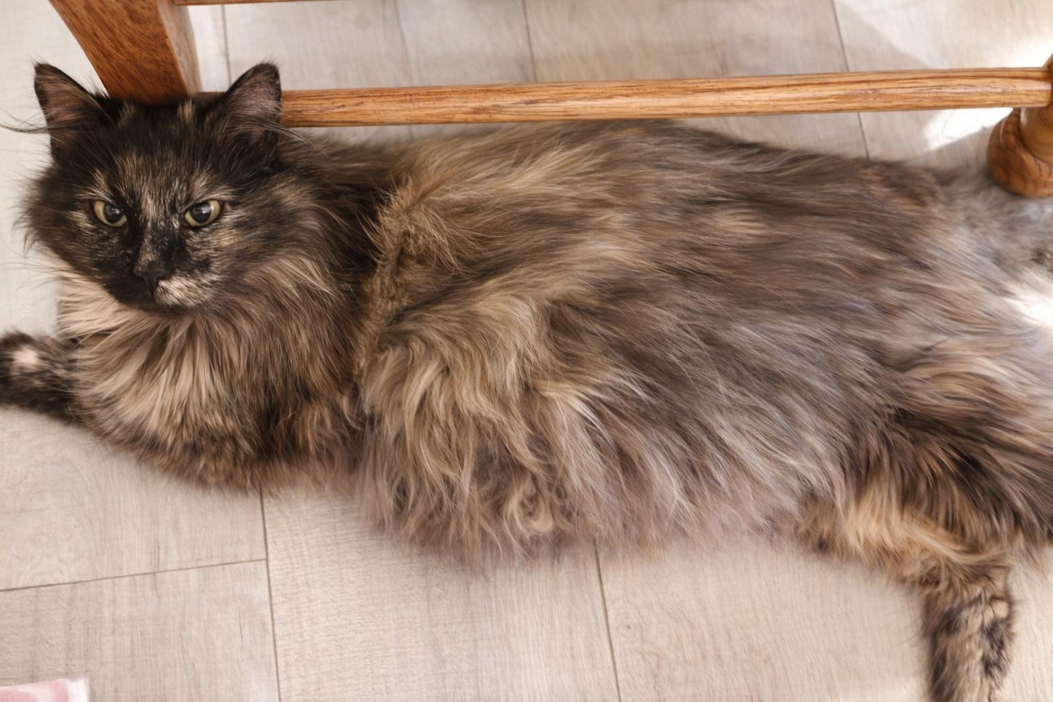 Enlarge Luna, an adopted Domestic Long Hair in Lone rock, WI image 2/4