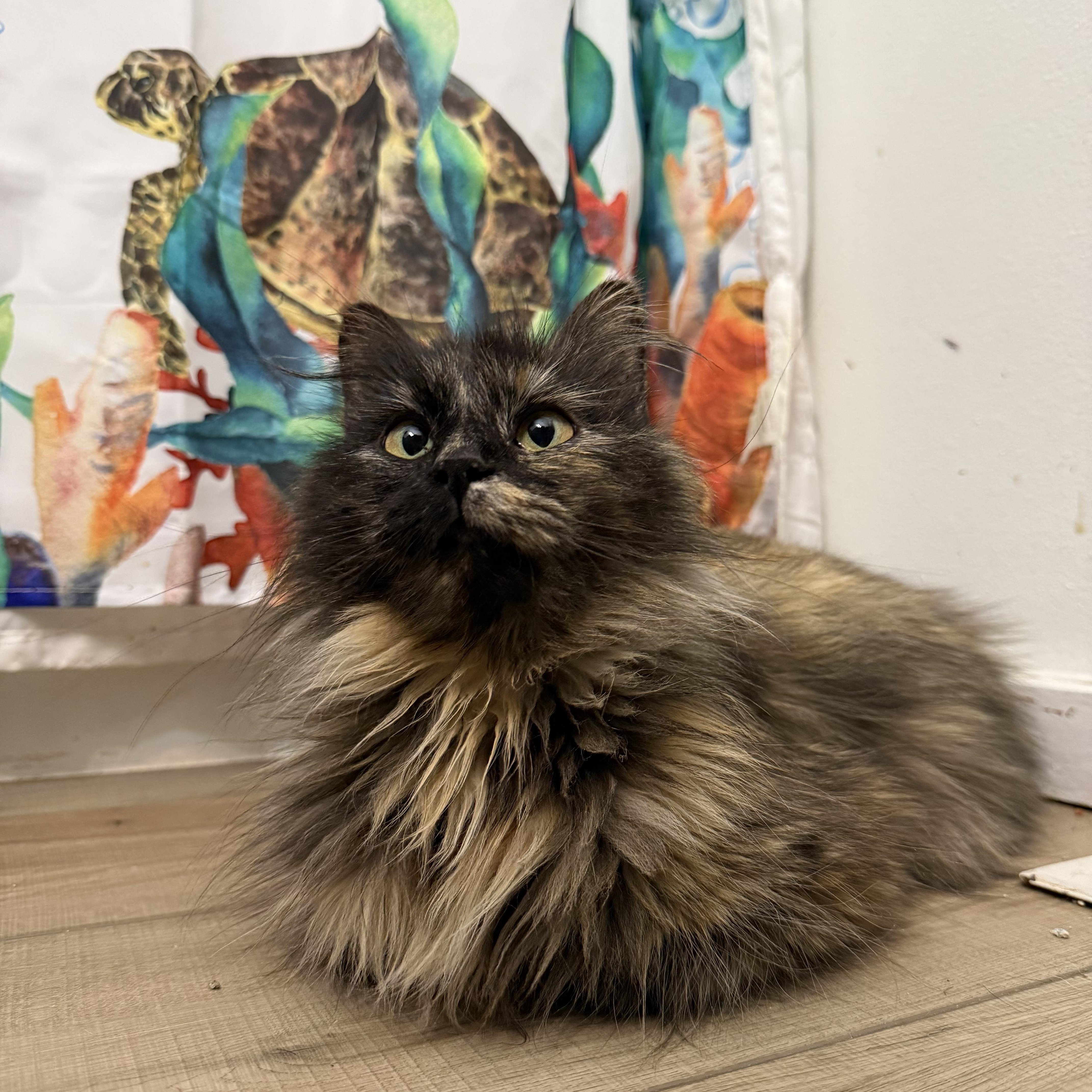 Luna, adopted, Adult Female Domestic Long Hair.