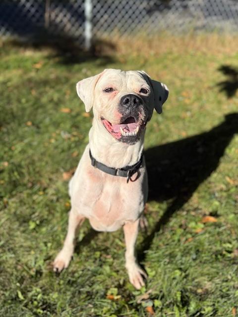 Enlarge Chance, a Adoptable Boxer in Cobourg, ON image 1/1