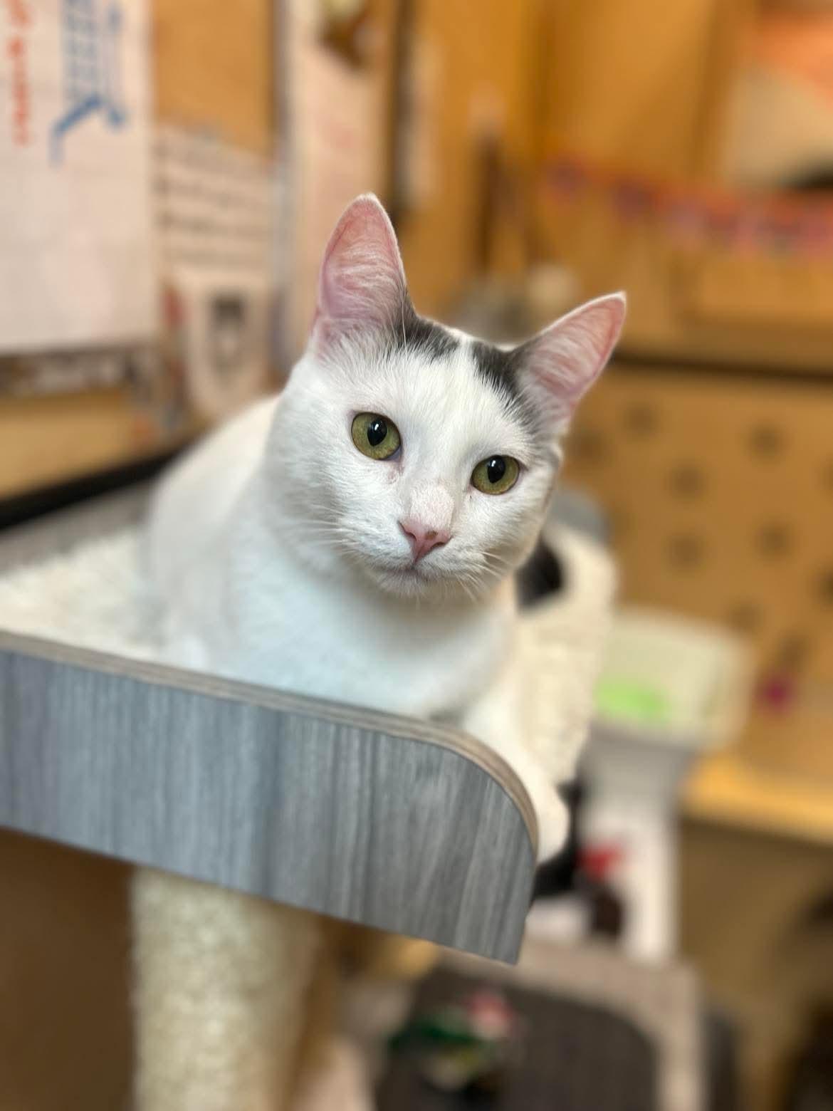 Sweet Boy, adopted, Young Male Domestic Short Hair.