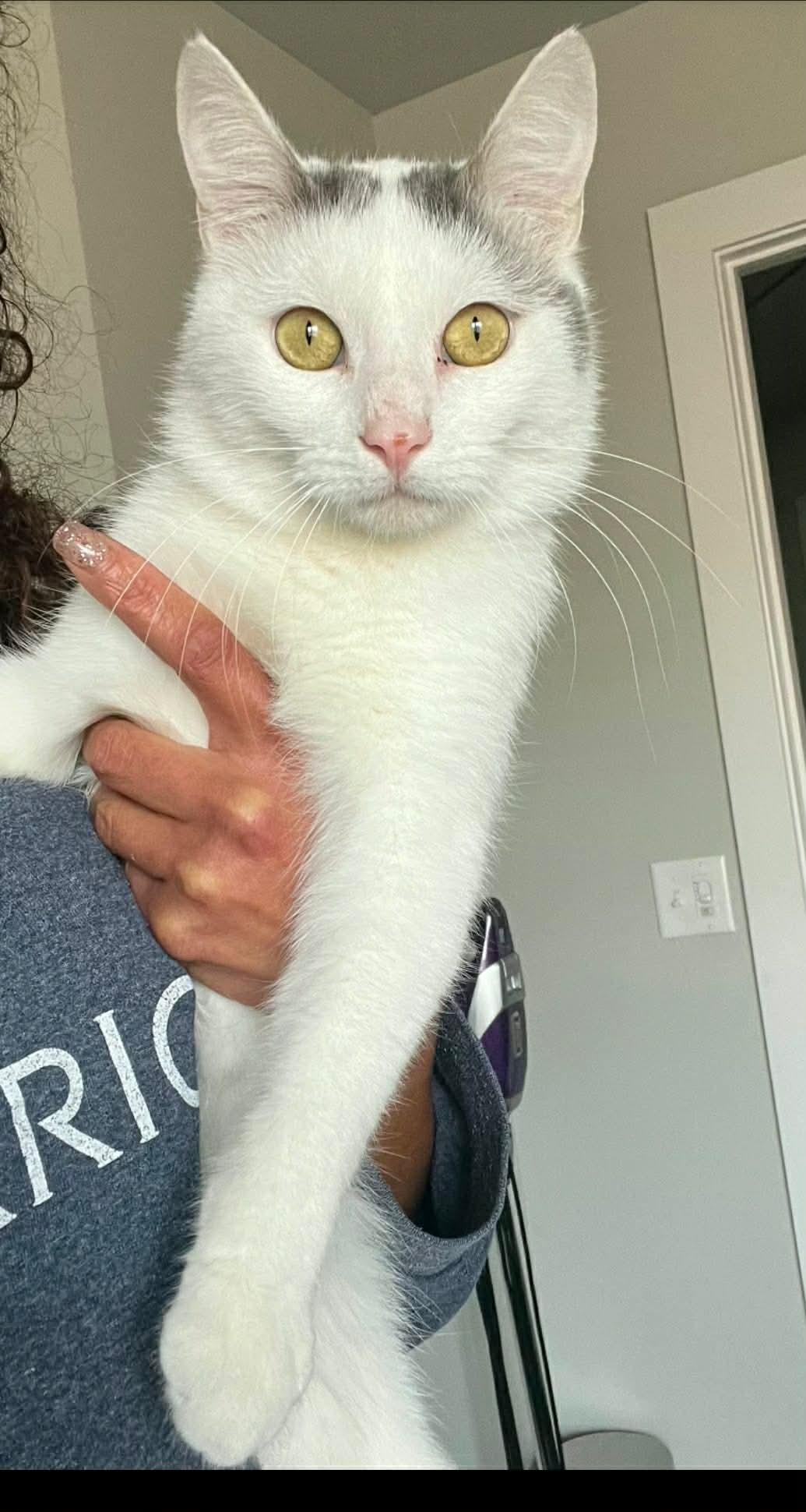 Enlarge Sweet Boy, an adopted Domestic Short Hair in Midwest City, OK image 3/3