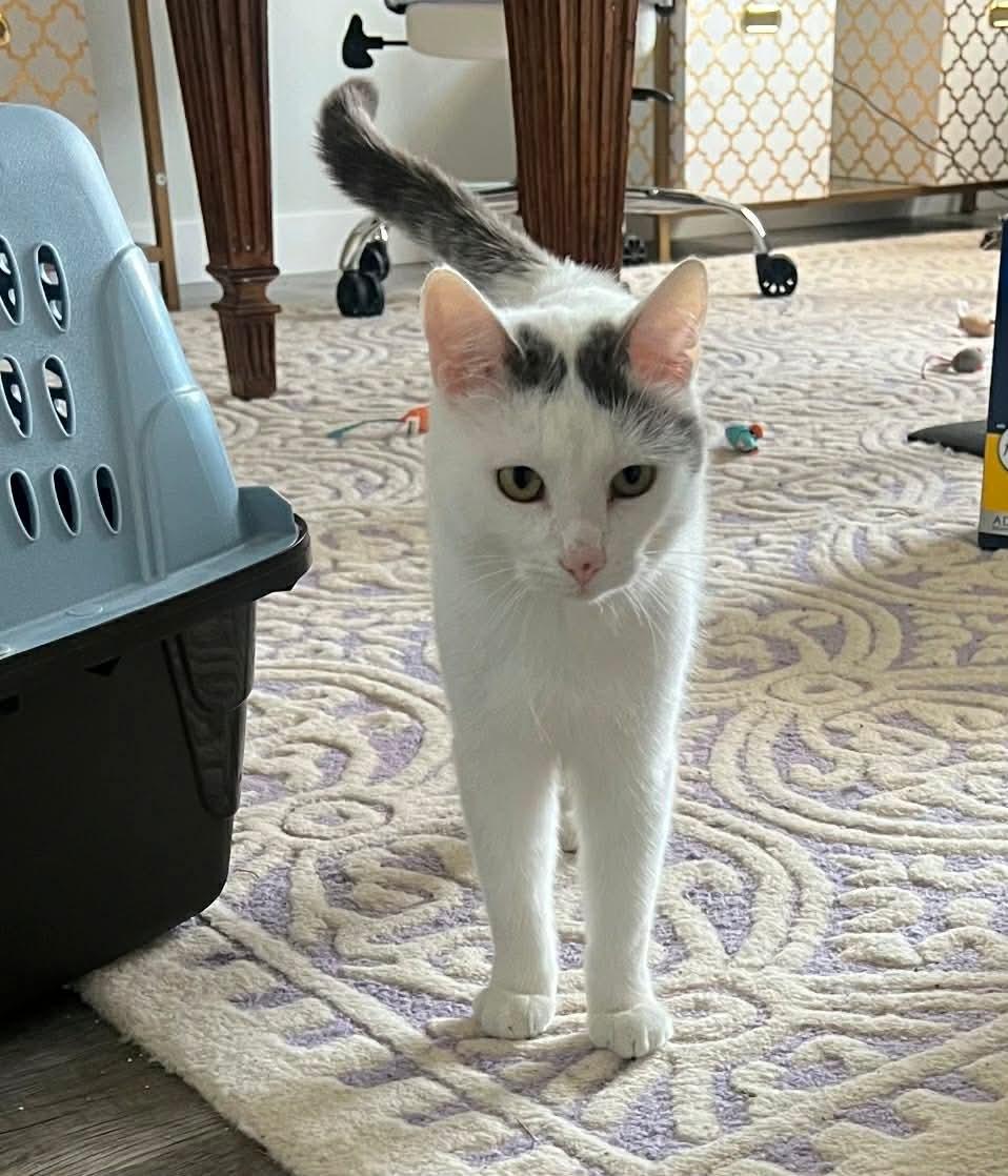 Enlarge Sweet Boy, an adopted Domestic Short Hair in Midwest City, OK image 2/3