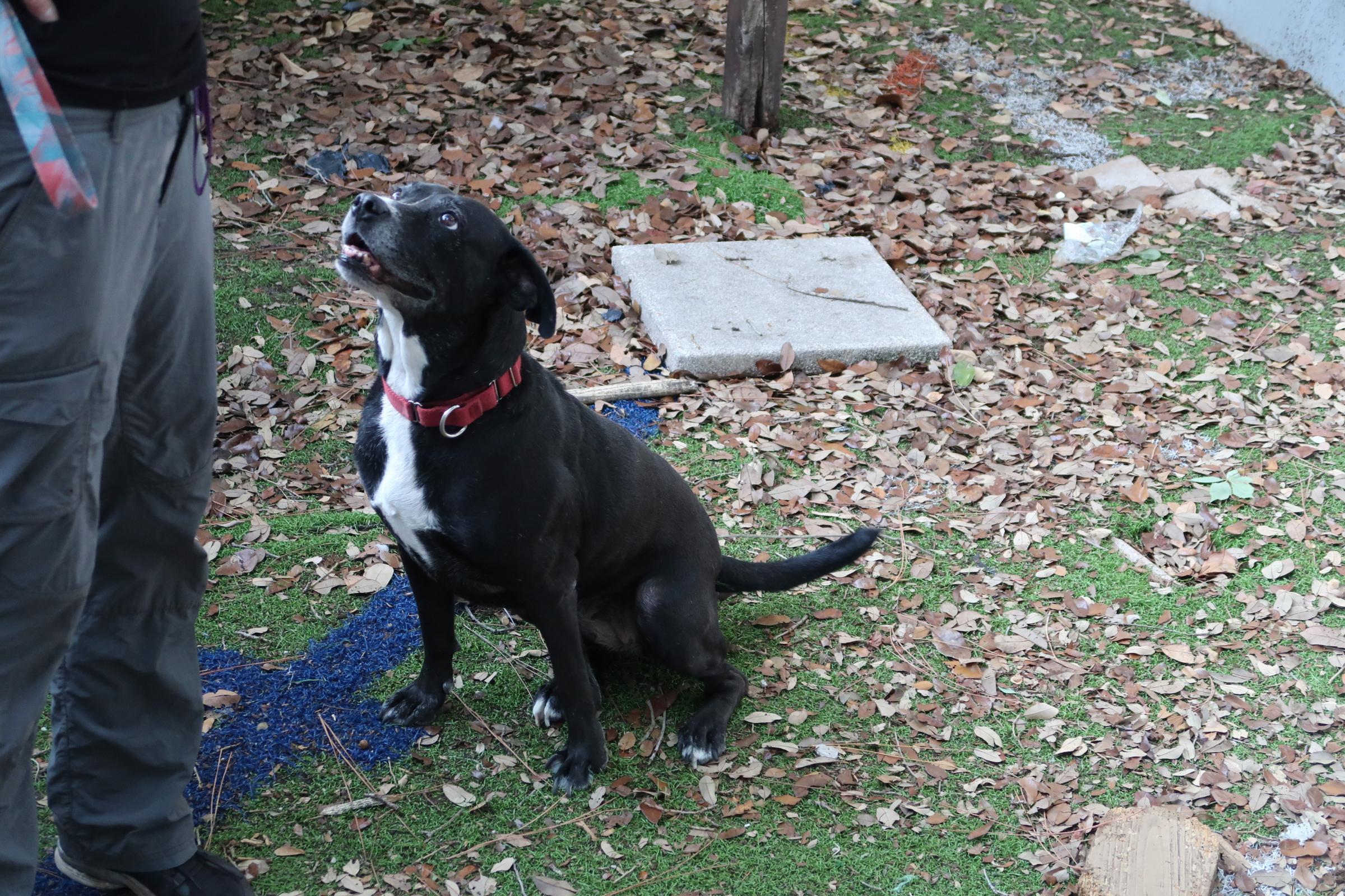 Enlarge Minky Perfect. Just Perfect, a Adoptable mixed breed in St. Petersburg, FL image 2/4