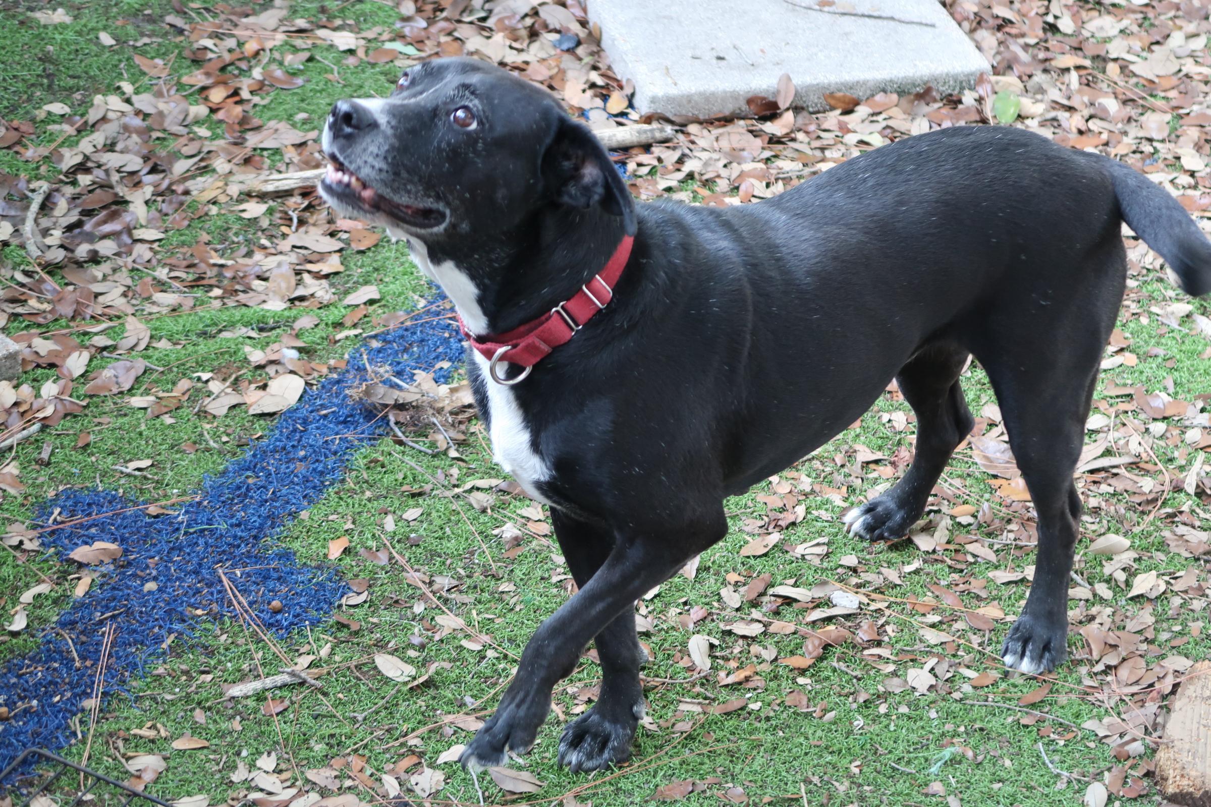 Enlarge Minky Perfect. Just Perfect, a Adoptable mixed breed in St. Petersburg, FL image 3/4