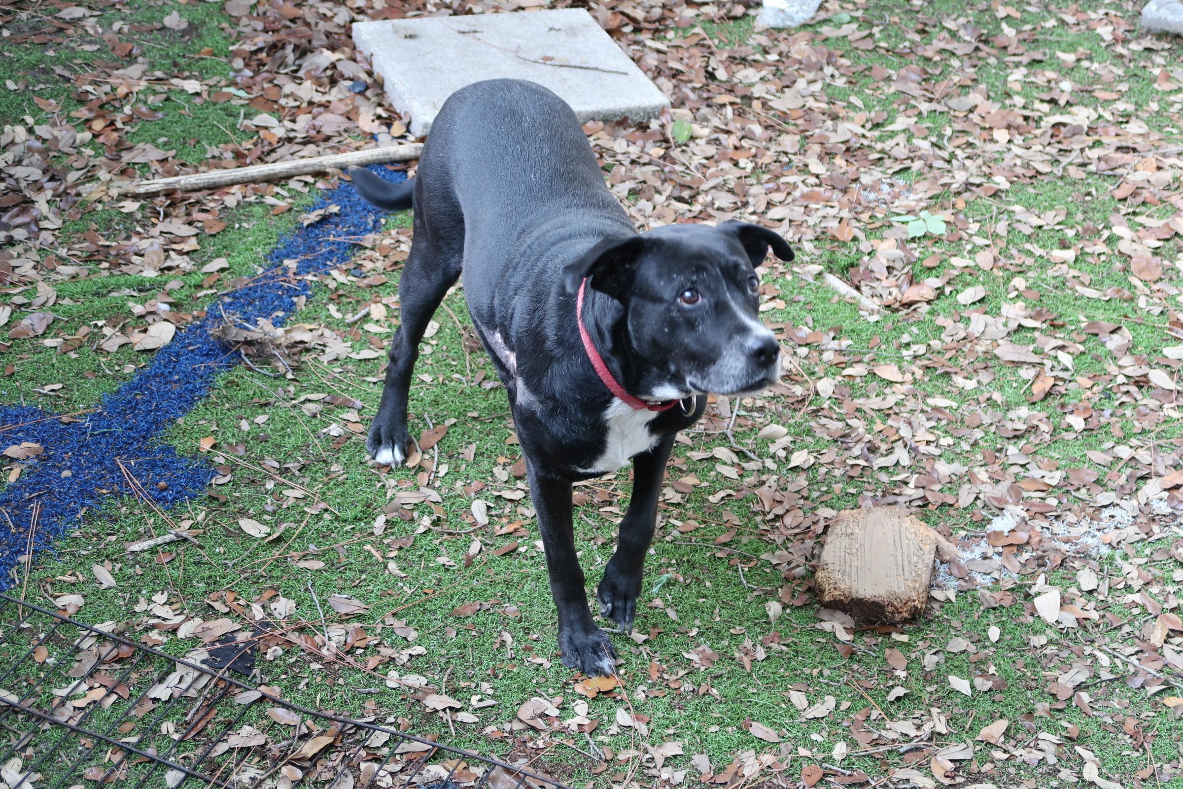 Enlarge Minky Perfect. Just Perfect, a Adoptable mixed breed in St. Petersburg, FL image 4/4