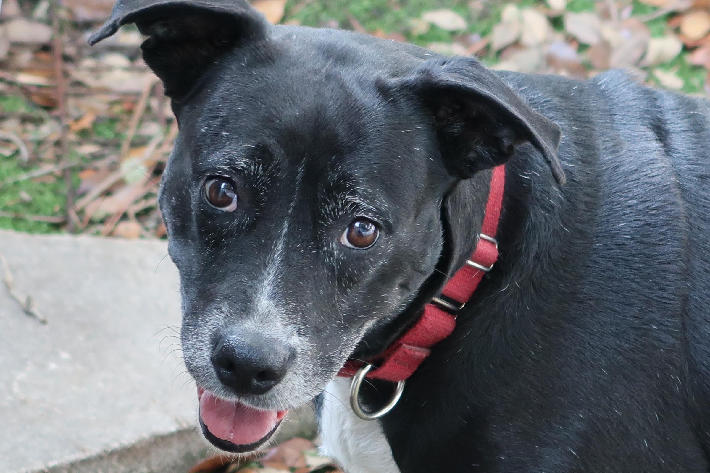 Minky Perfect. Just Perfect, Adoptable, Adult Female Labrador Retriever.