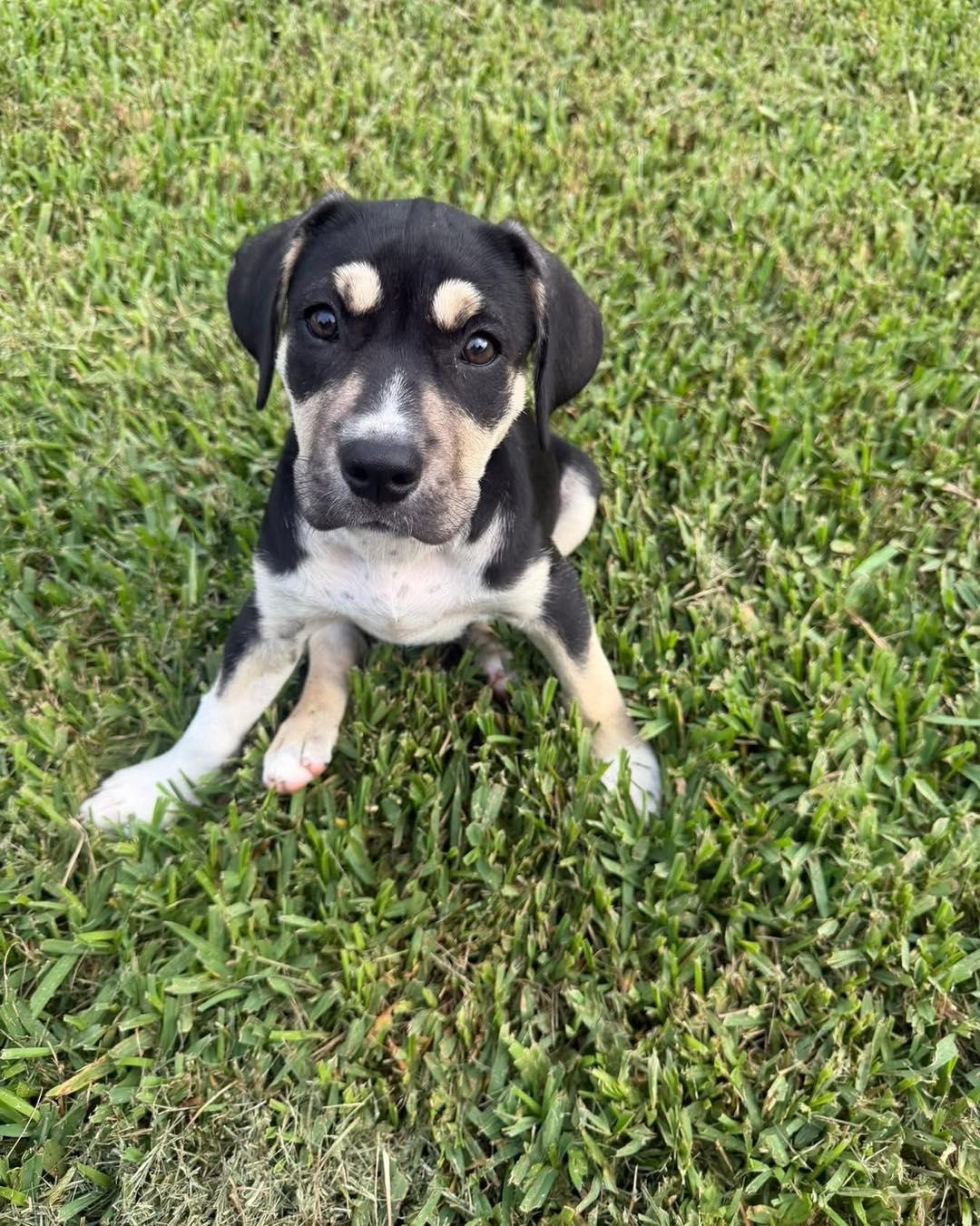Dora, ADOPTABLE, Puppy Female Labrador Retriever.