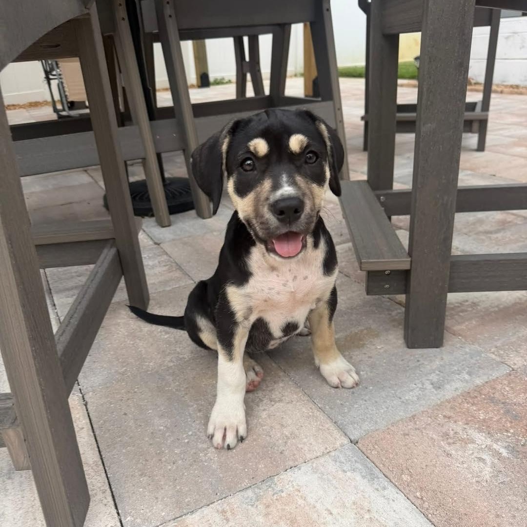 Dora, a ADOPTABLE mixed breed in Saint Petersburg, FL image 2/2