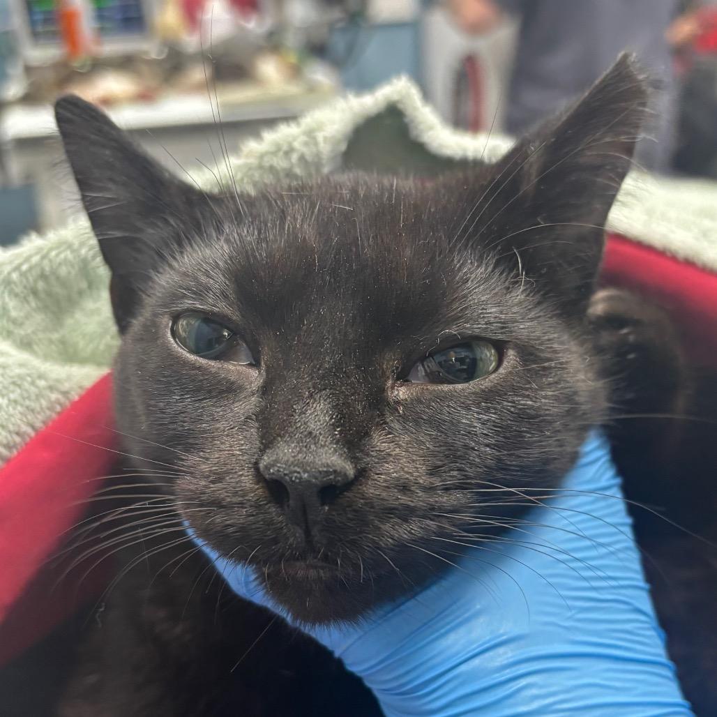 Enlarge Black Diamond, a Adoptable Domestic Short Hair in Redwood City, CA image 1/1