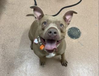 Enlarge Prudence, a Adoptable mixed breed in Boulder, CO image 1/1