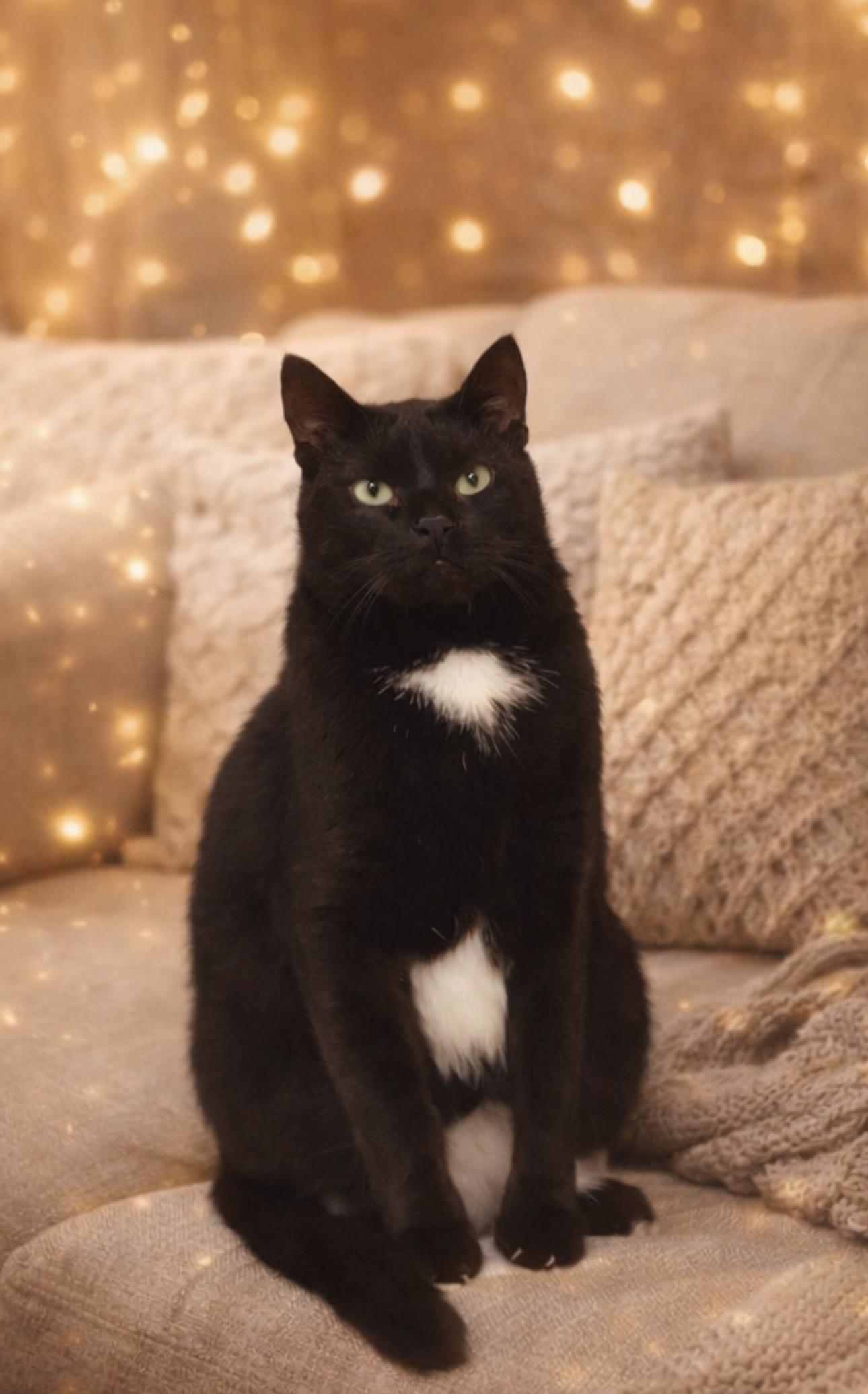 Survivor, ADOPTABLE, Adult Male Domestic Short Hair.