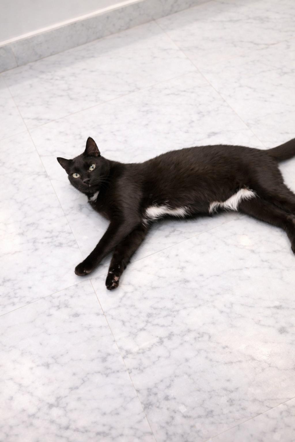 Enlarge Survivor, a ADOPTABLE mixed breed in Newmarket, ON image 2/2