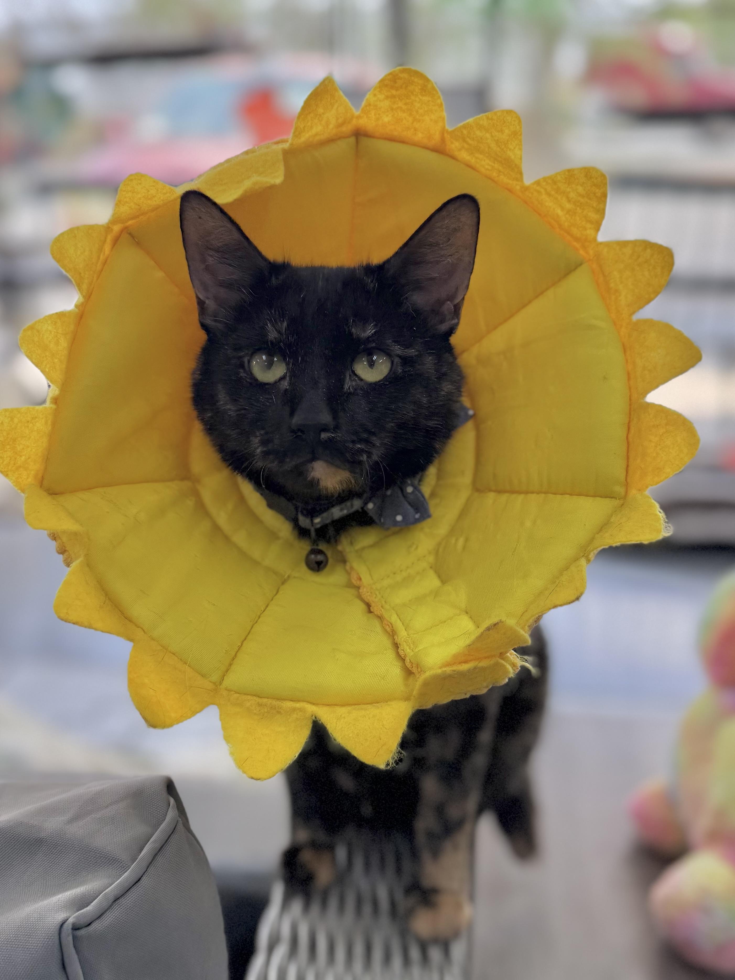 Enlarge Nexara, a Adoptable mixed breed in Tavares, FL image 3/5