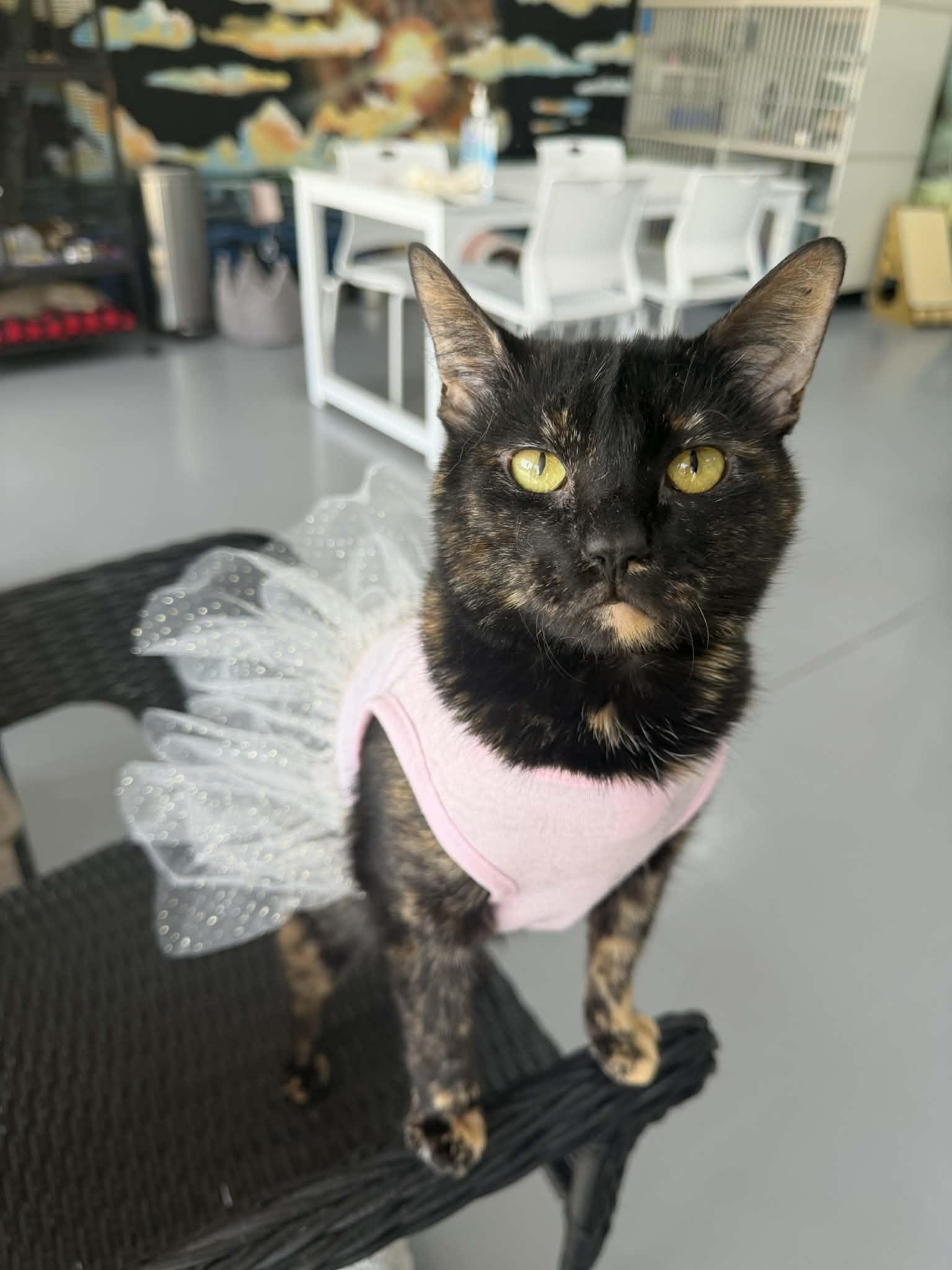 Nexara, Adoptable, Young Female American Bobtail & Tortoiseshell.