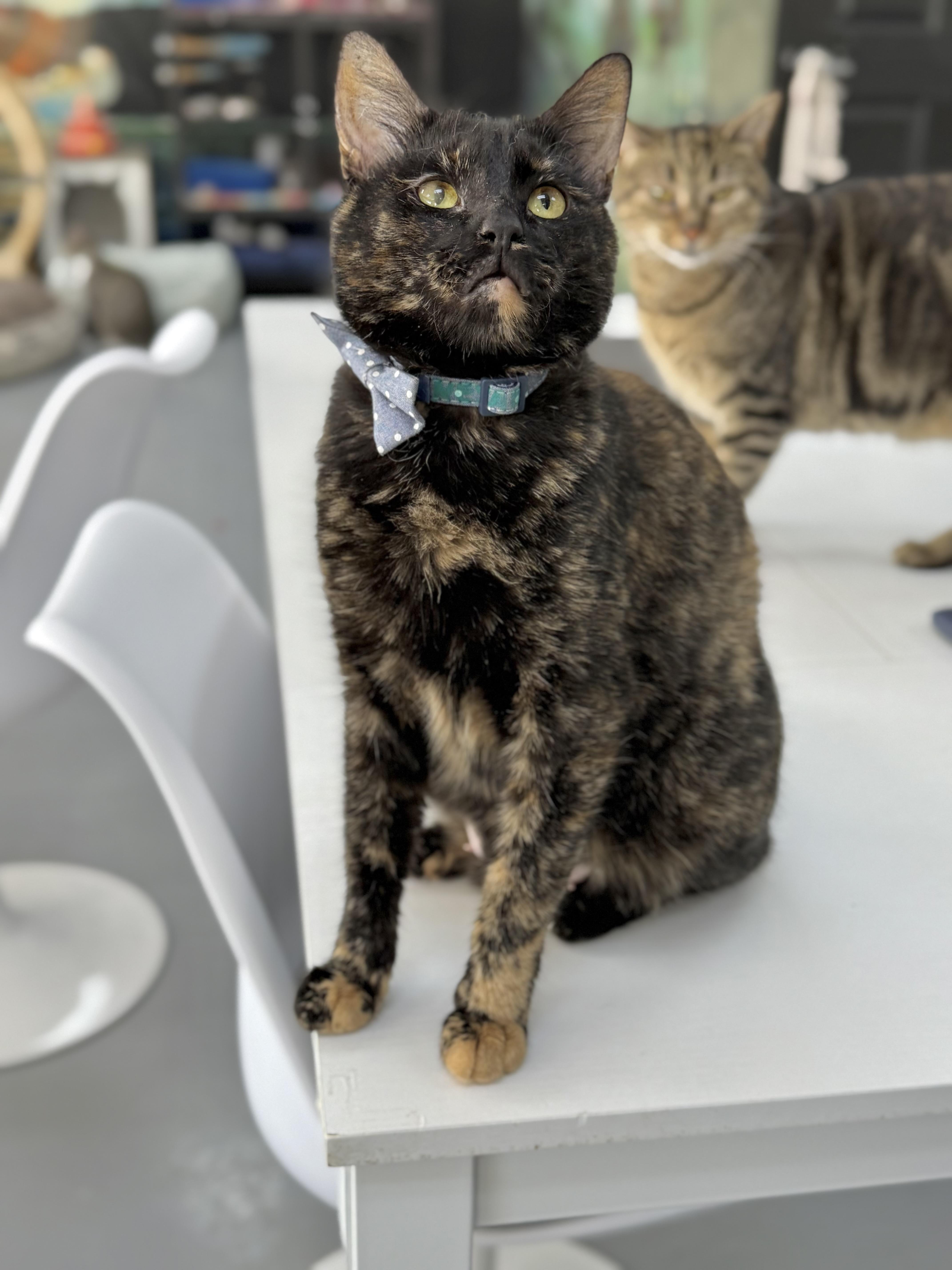 Nexara, Adoptable, Young Female American Bobtail & Tortoiseshell.