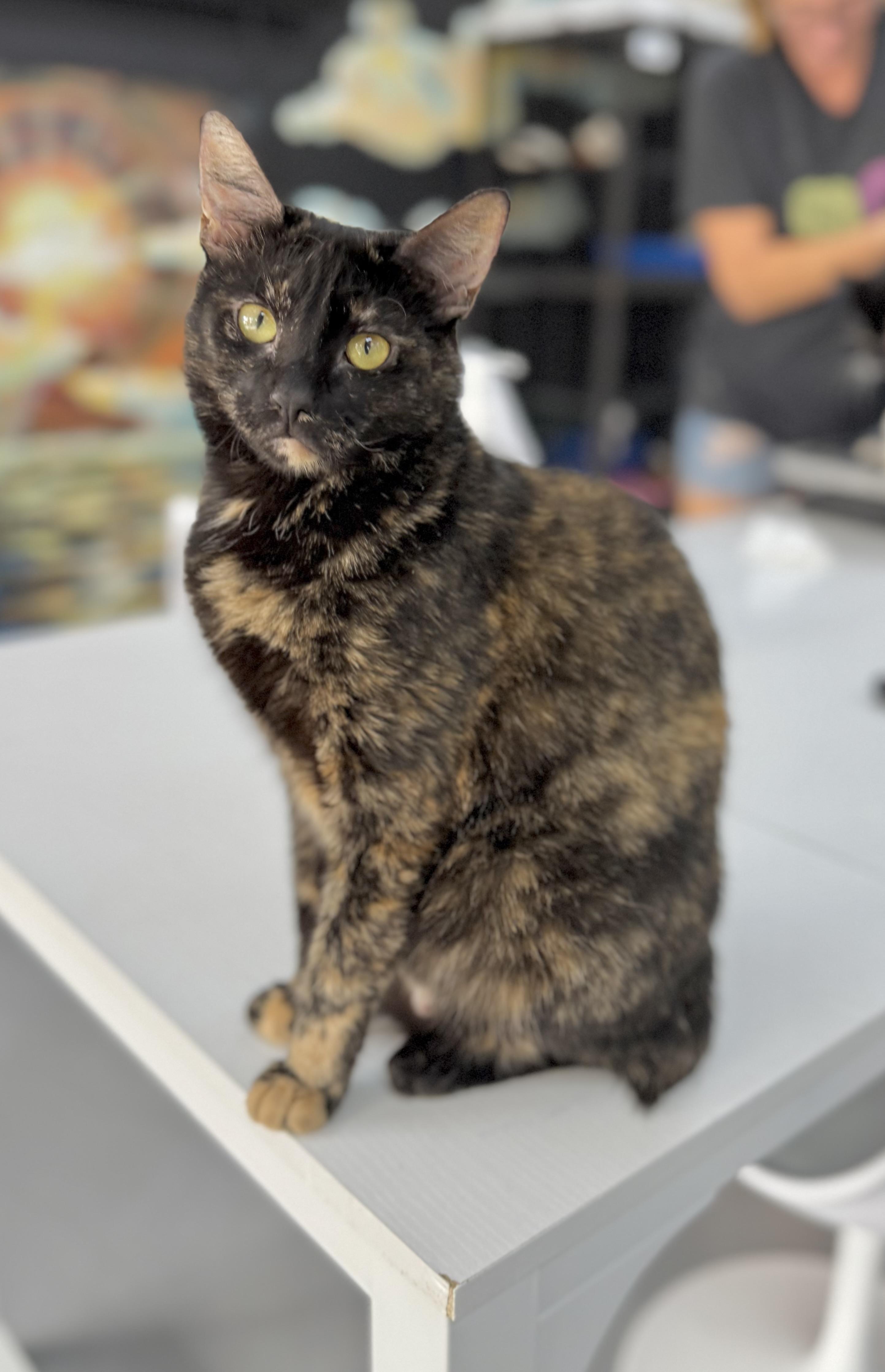 Enlarge Nexara, a Adoptable mixed breed in Tavares, FL image 1/5