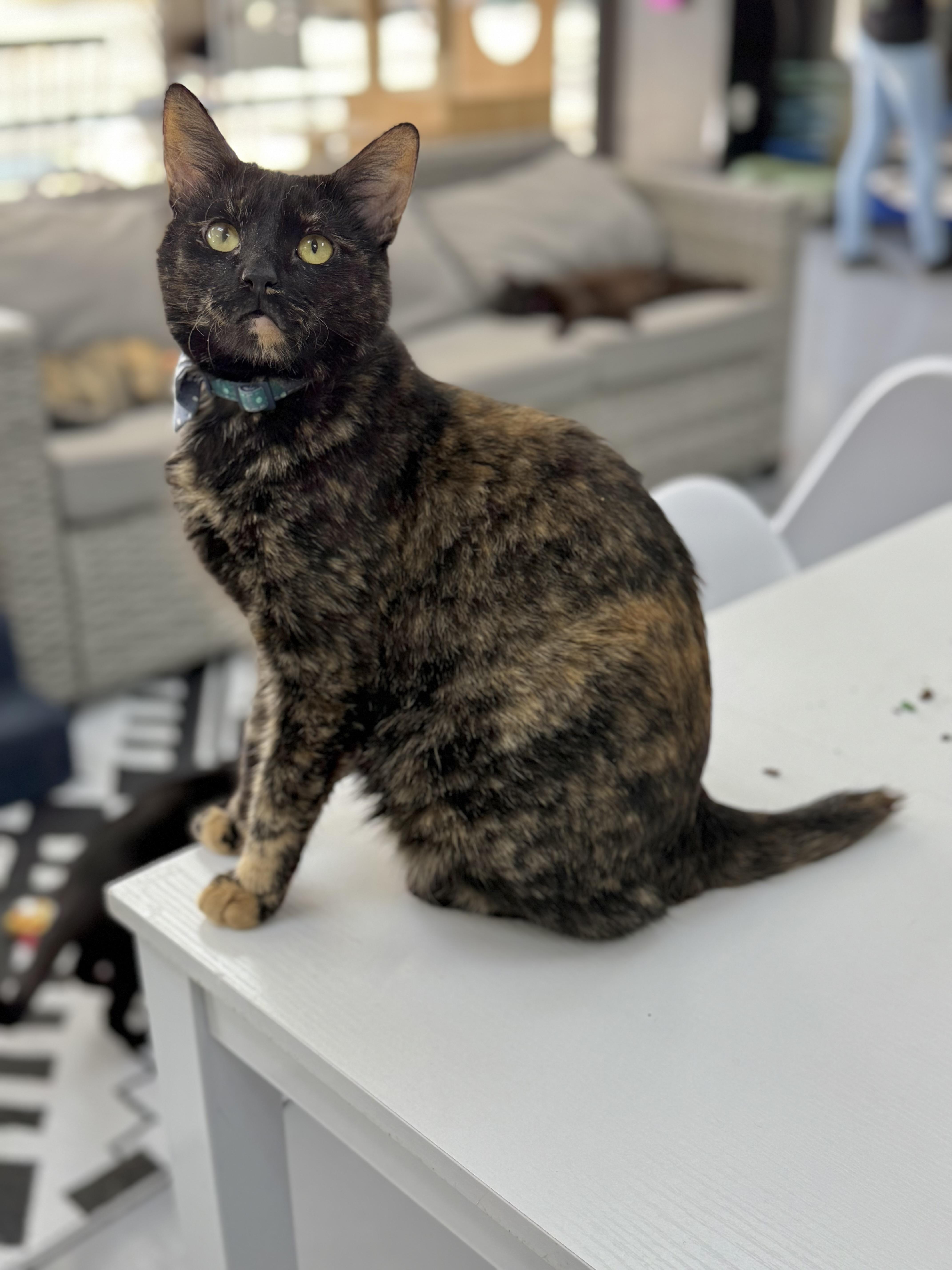 Enlarge Nexara, a Adoptable mixed breed in Tavares, FL image 5/5