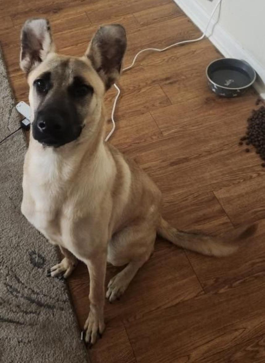 Enlarge Enzo, an adopted mixed breed in Berlin, CT image 3/3