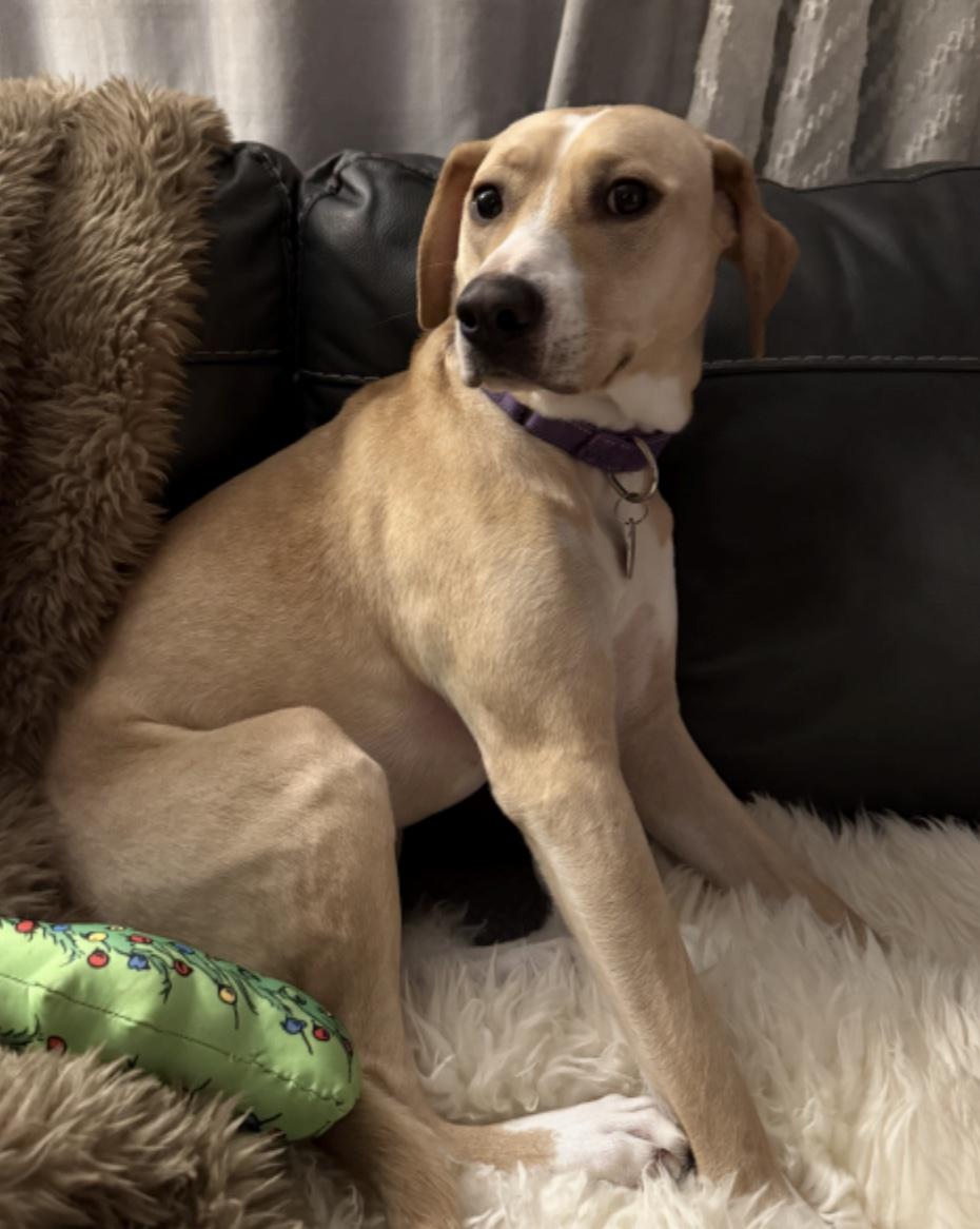 Enlarge Mace, a ADOPTABLE mixed breed in Cedarburg, WI image 3/4