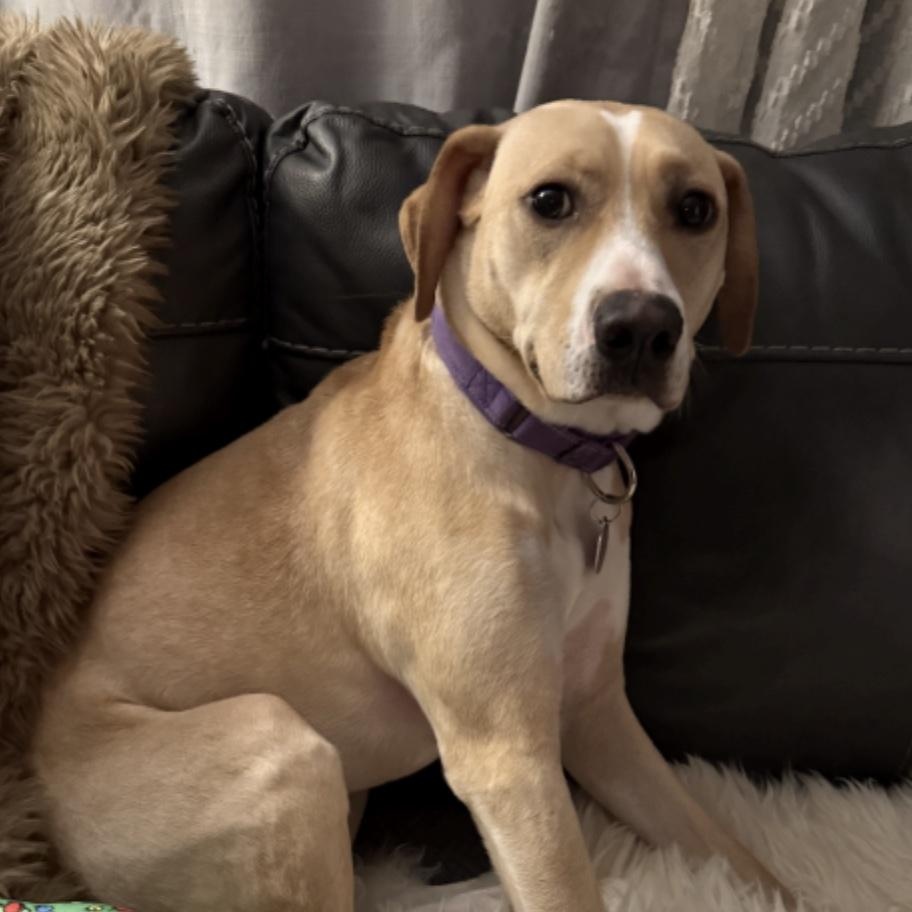 Mace, ADOPTABLE, Young Female Retriever & Pit Bull Terrier.