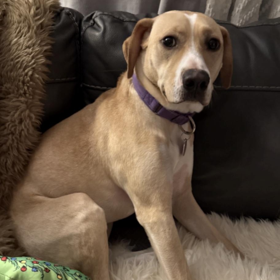 Enlarge Mace, a ADOPTABLE mixed breed in Cedarburg, WI image 1/4