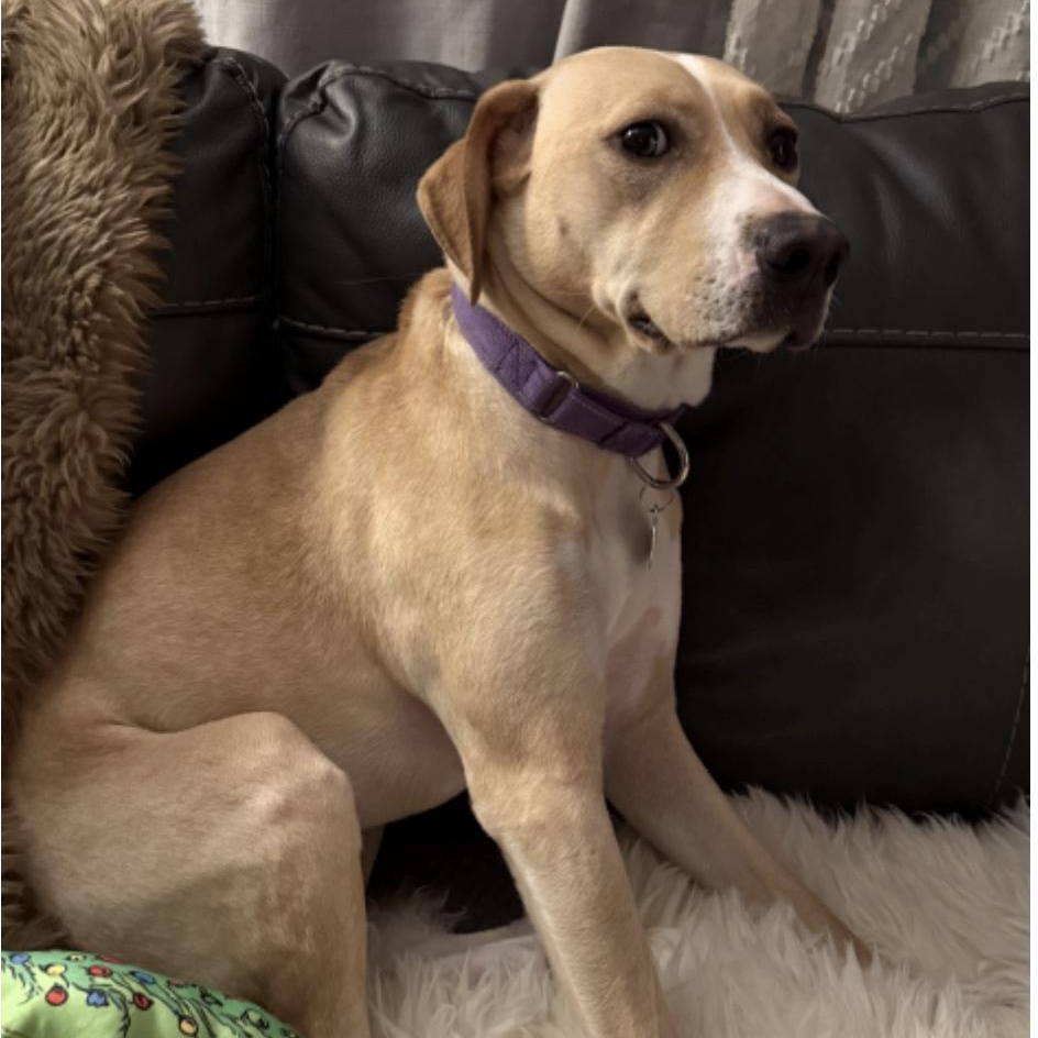 Enlarge Mace, a ADOPTABLE mixed breed in Cedarburg, WI image 2/4