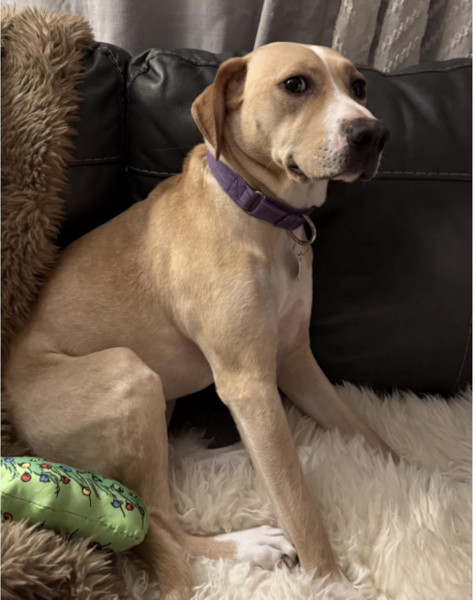 Enlarge Mace, a ADOPTABLE mixed breed in Cedarburg, WI image 2/4