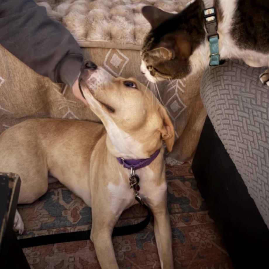 Enlarge Mace, a ADOPTABLE mixed breed in Cedarburg, WI image 4/4