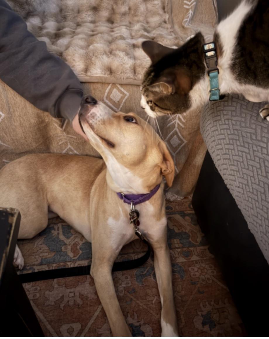 Enlarge Mace, a ADOPTABLE mixed breed in Cedarburg, WI image 4/4