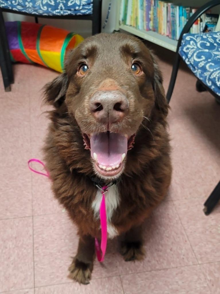 Enlarge Chewy, a Adoptable mixed breed in Wabash, IN image 1/1