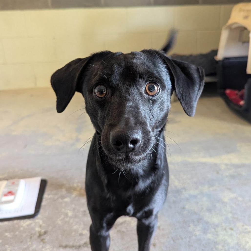 Enlarge Pepper, a Adoptable mixed breed in Ocala, FL image 3/4