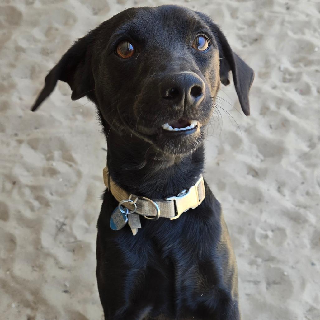 Enlarge Pepper, a Adoptable mixed breed in Ocala, FL image 4/4